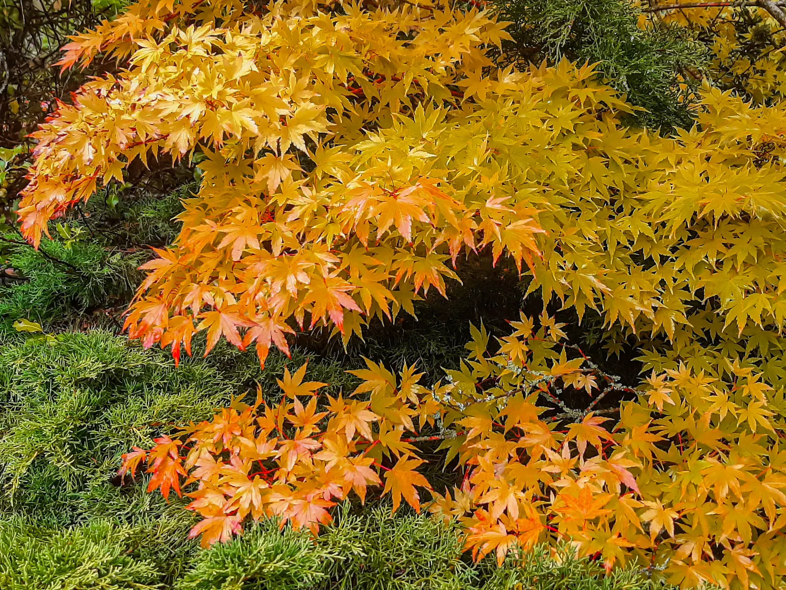 Coral Bark Japanese Maple (Acer Palmatum 'Sango Kaku') — particularly when contrasted against snow or dark evergreens