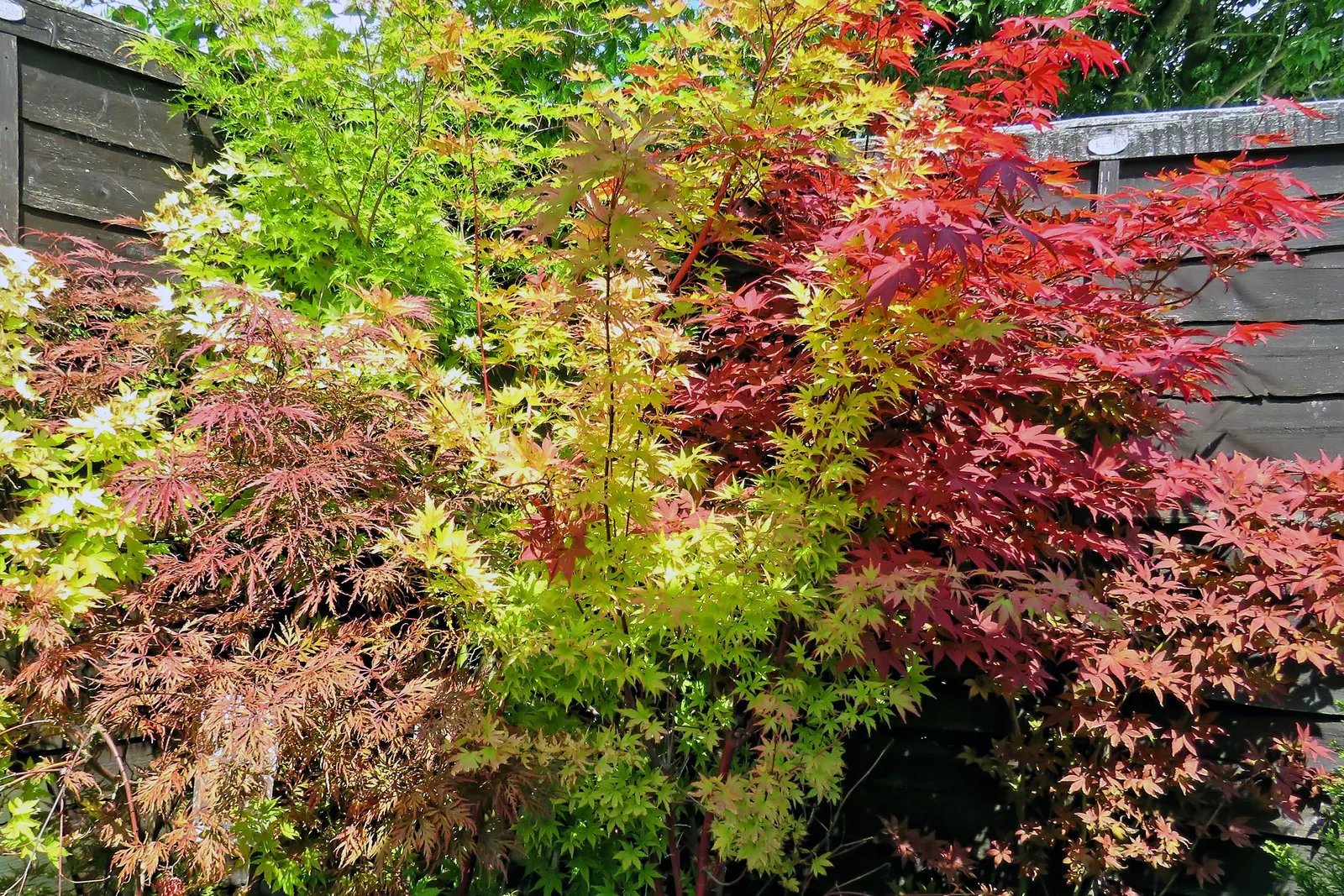 Coral Bark Japanese Maple (Acer Palmatum 'Sango Kaku') — This ornamental maple is relatively modest in size