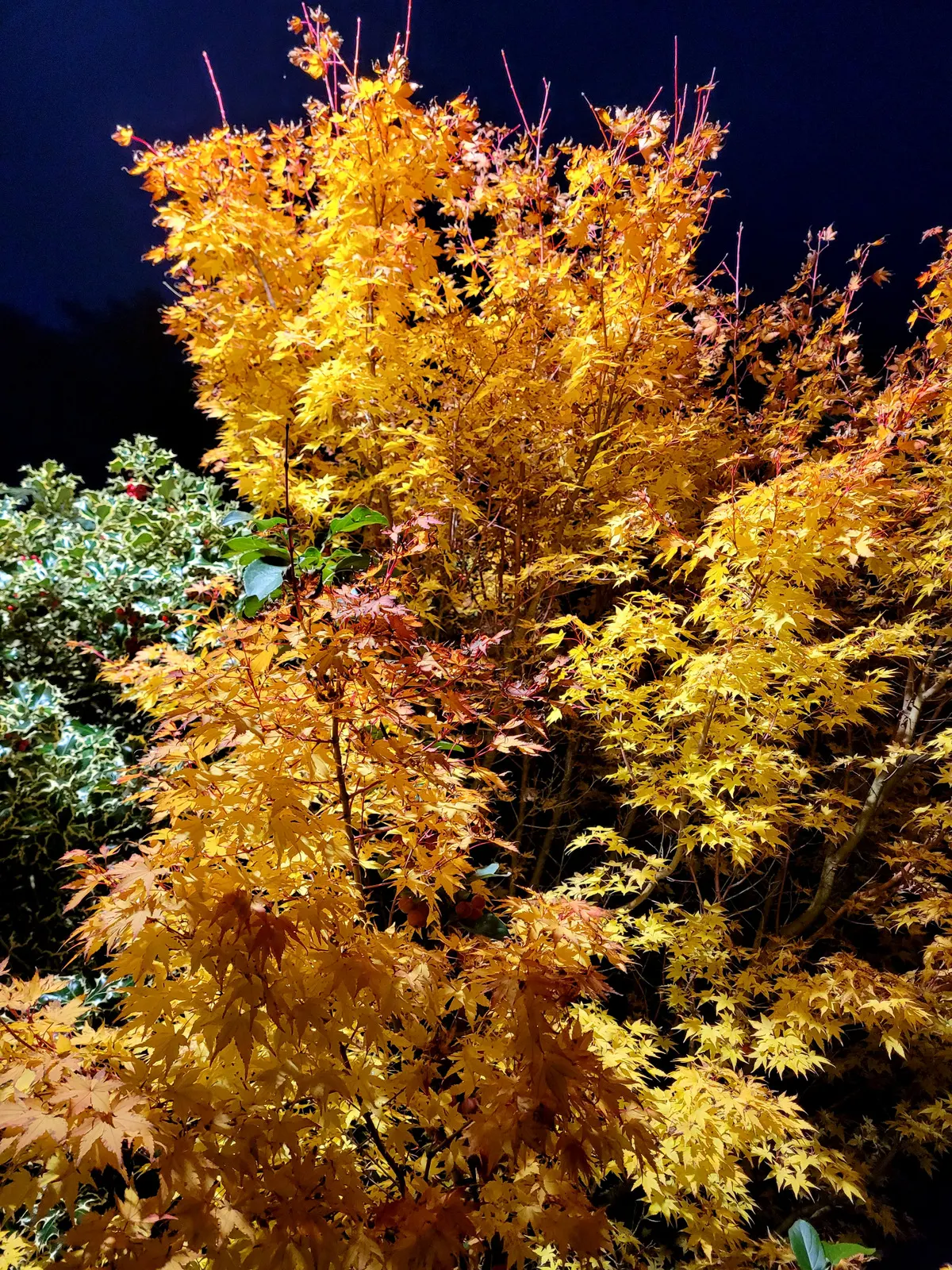 Coral Bark Japanese Maple (Acer Palmatum 'Sango Kaku') — Its most striking feature is the vivid coral-red bark that adds a splash of color to the winter garden