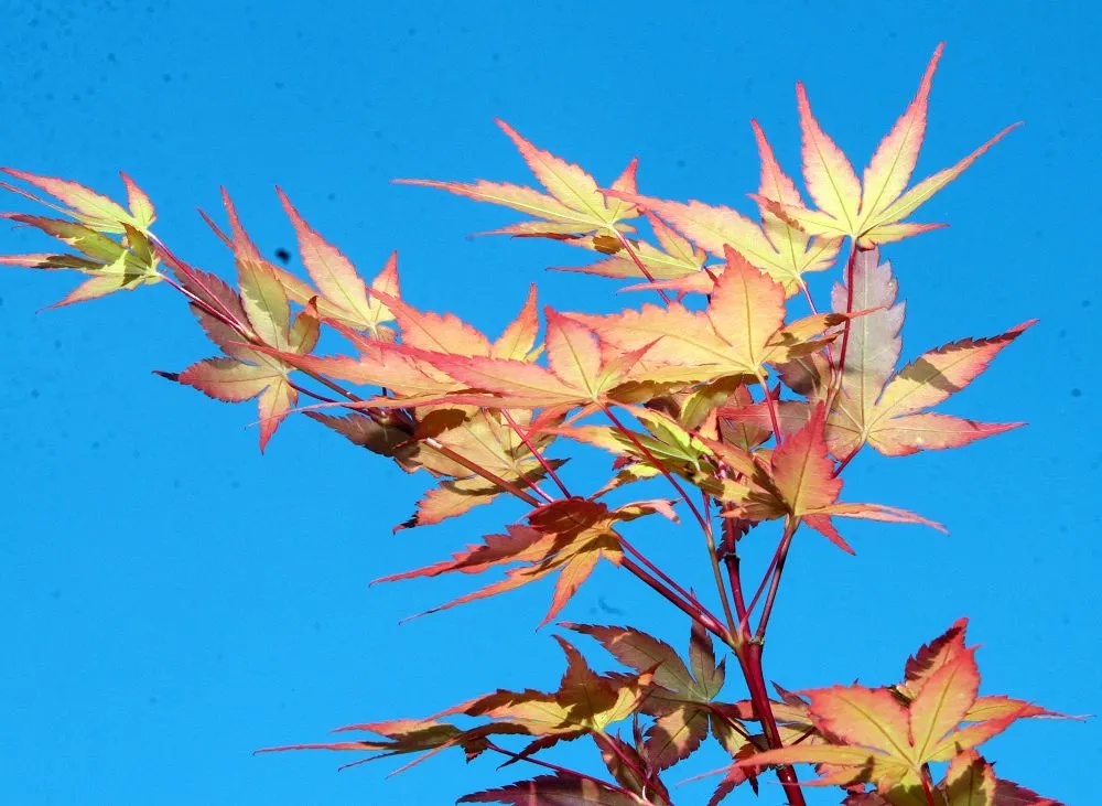 Coral Bark Japanese Maple (Acer Palmatum 'Sango Kaku') — It thrives in zones 5-8, reaching a mature height of 15-25 feet and a spread of 10-15 feet