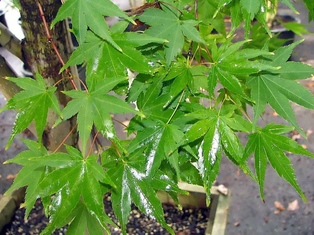 Coral Bark Japanese Maple (Acer Palmatum 'Sango Kaku') — reaching an average height of 15 to 20 feet with a similar spread