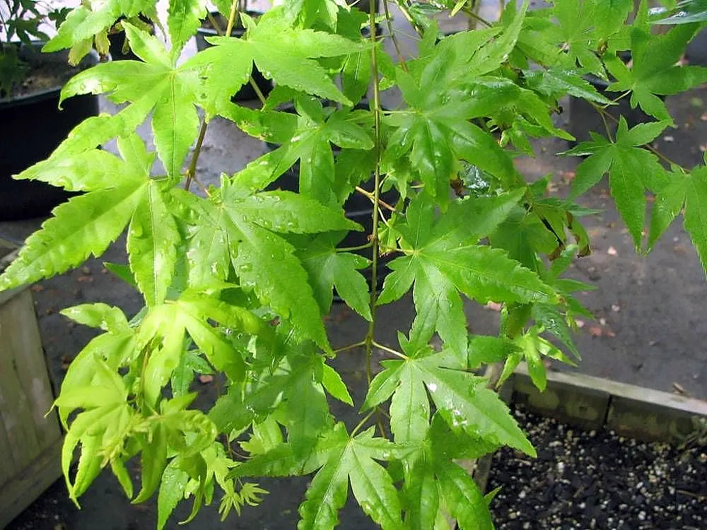 Coral Bark Japanese Maple (Acer Palmatum 'Sango Kaku') — Prefers partial shade to full sun and well-drained soil