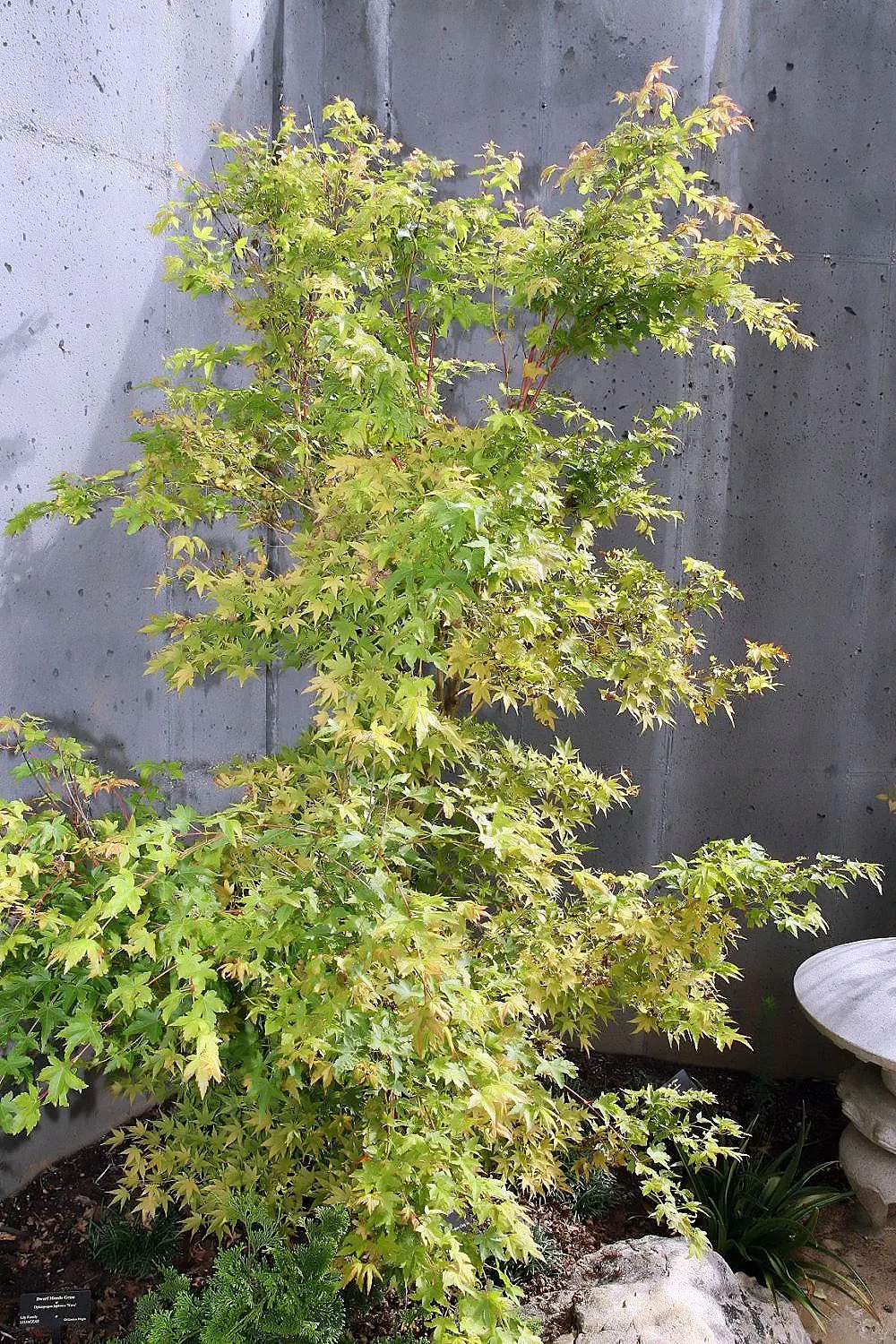Coral Bark Japanese Maple (Acer Palmatum 'Sango Kaku') — To ensure the brightest winter bark coloration, plant 'Sango Kaku' in an area that receives ample light