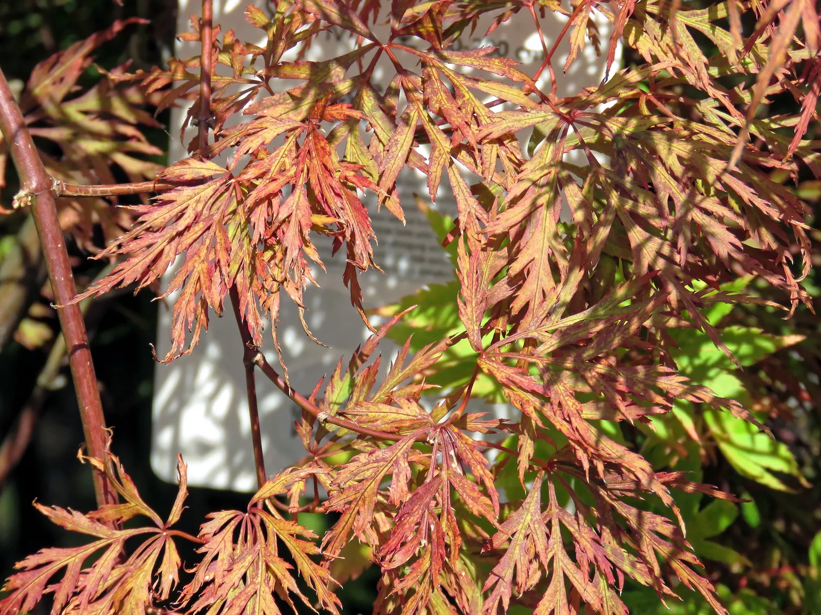Coral Bark Japanese Maple (Acer Palmatum 'Sango Kaku') — creating a soft yet eye-catching display