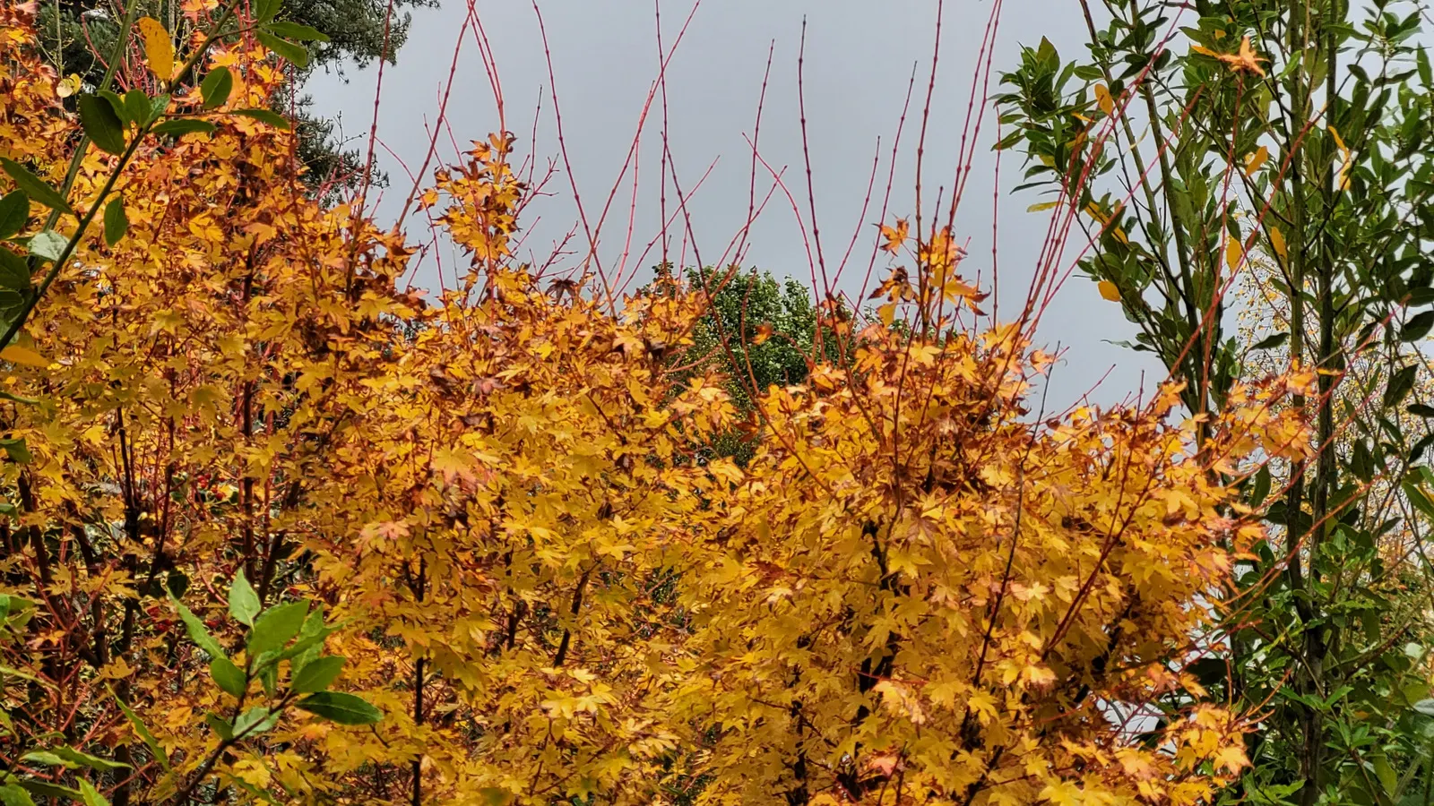 Coral Bark Japanese Maple (Acer Palmatum 'Sango Kaku') — is celebrated for its vibrant coral-red young branches