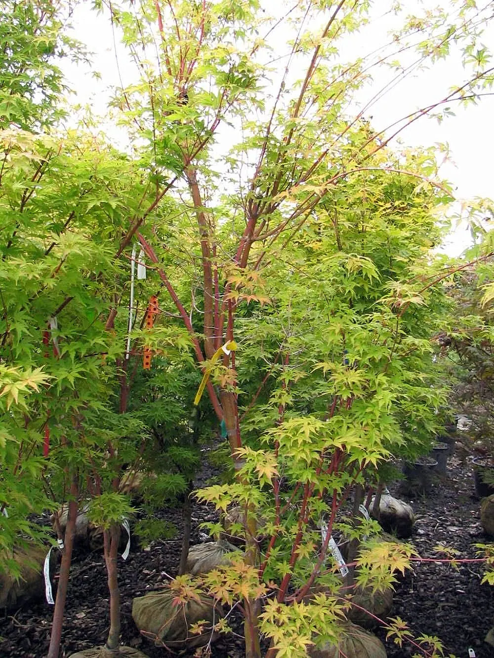 Coral Bark Japanese Maple (Acer Palmatum 'Sango Kaku') — scientifically referred to as Acer palmatum 'Sango Kaku'