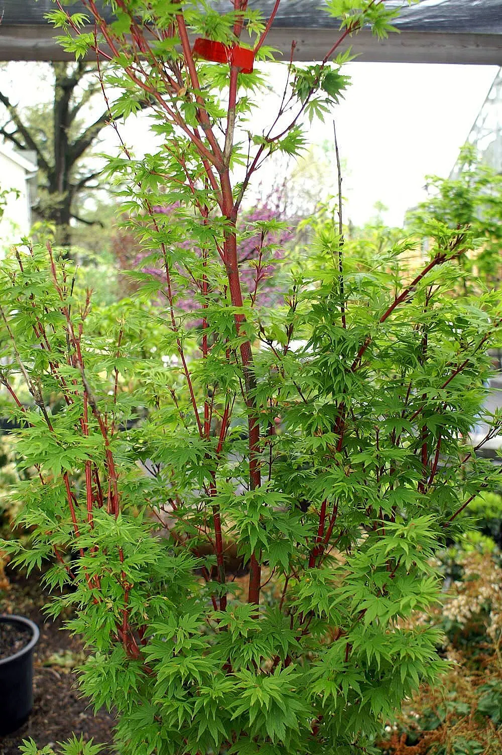Coral Bark Japanese Maple (Acer Palmatum 'Sango Kaku') — is a standout deciduous tree that brings year-round interest to any landscape design