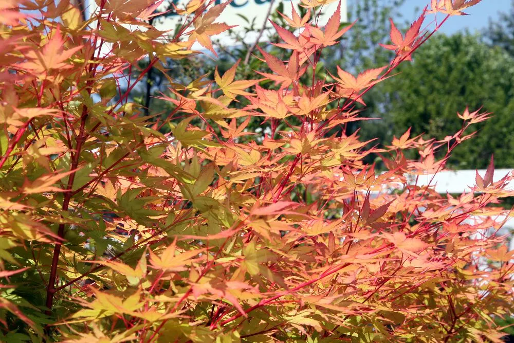 Coral Bark Japanese Maple (Acer Palmatum 'Sango Kaku') — Ideal for focal points in landscape designs