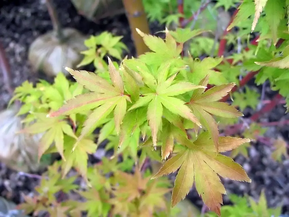 Coral Bark Japanese Maple (Acer Palmatum 'Sango Kaku') — mainly to maintain its natural shape and to remove any damaged or crossed branches