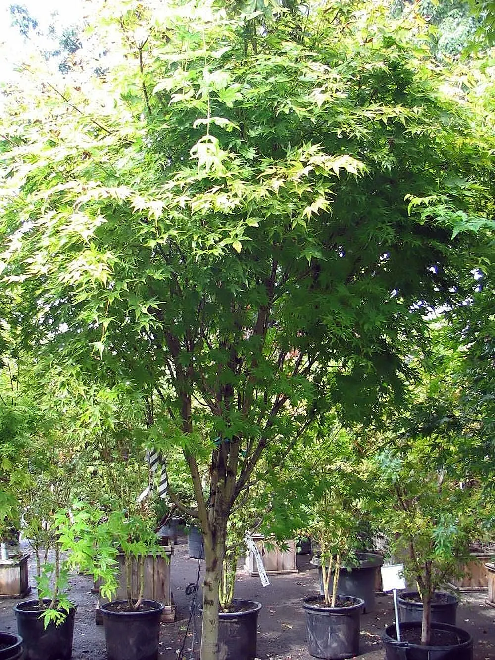 Coral Bark Japanese Maple (Acer Palmatum 'Sango Kaku') — This striking species necessitates minimal pruning