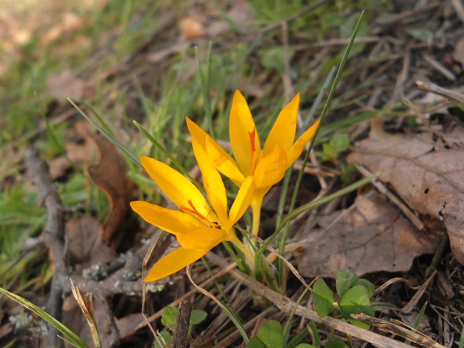 Snow Crocus (Crocus Chrysanthus) — the Snow Crocus should be planted in well-drained soil with a preference for full to partial sunlight exposure