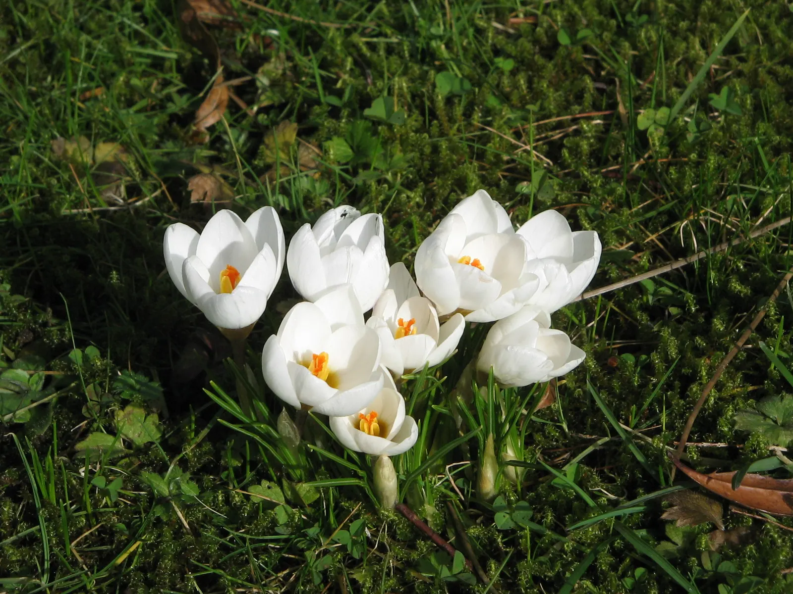 Snow Crocus (Crocus Chrysanthus) — These hardy perennials feature goblet-shaped flowers in varied hues; contributing to a thriving ecosystem within your