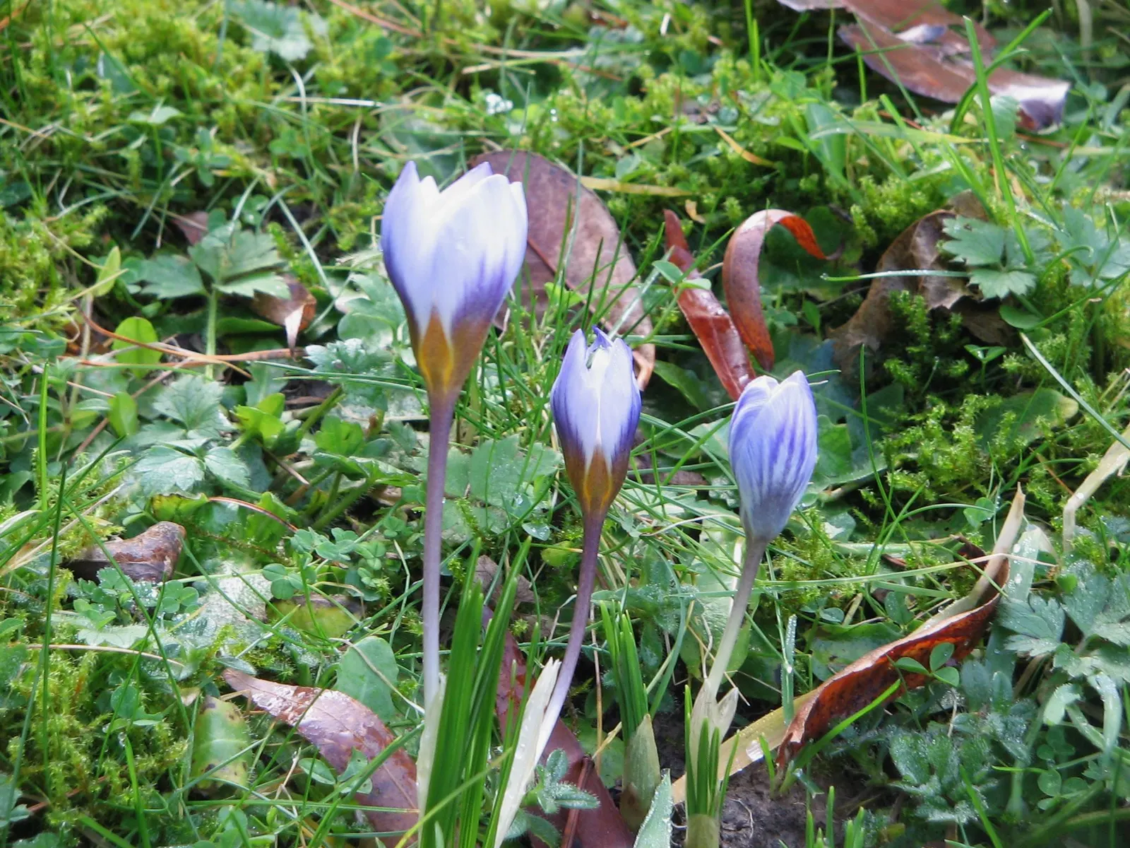 Snow Crocus (Crocus Chrysanthus) — is an early spring herald with a bloom size of about 1-1.5 inches; plant bulbs at a depth of 3 inches, in, image 127