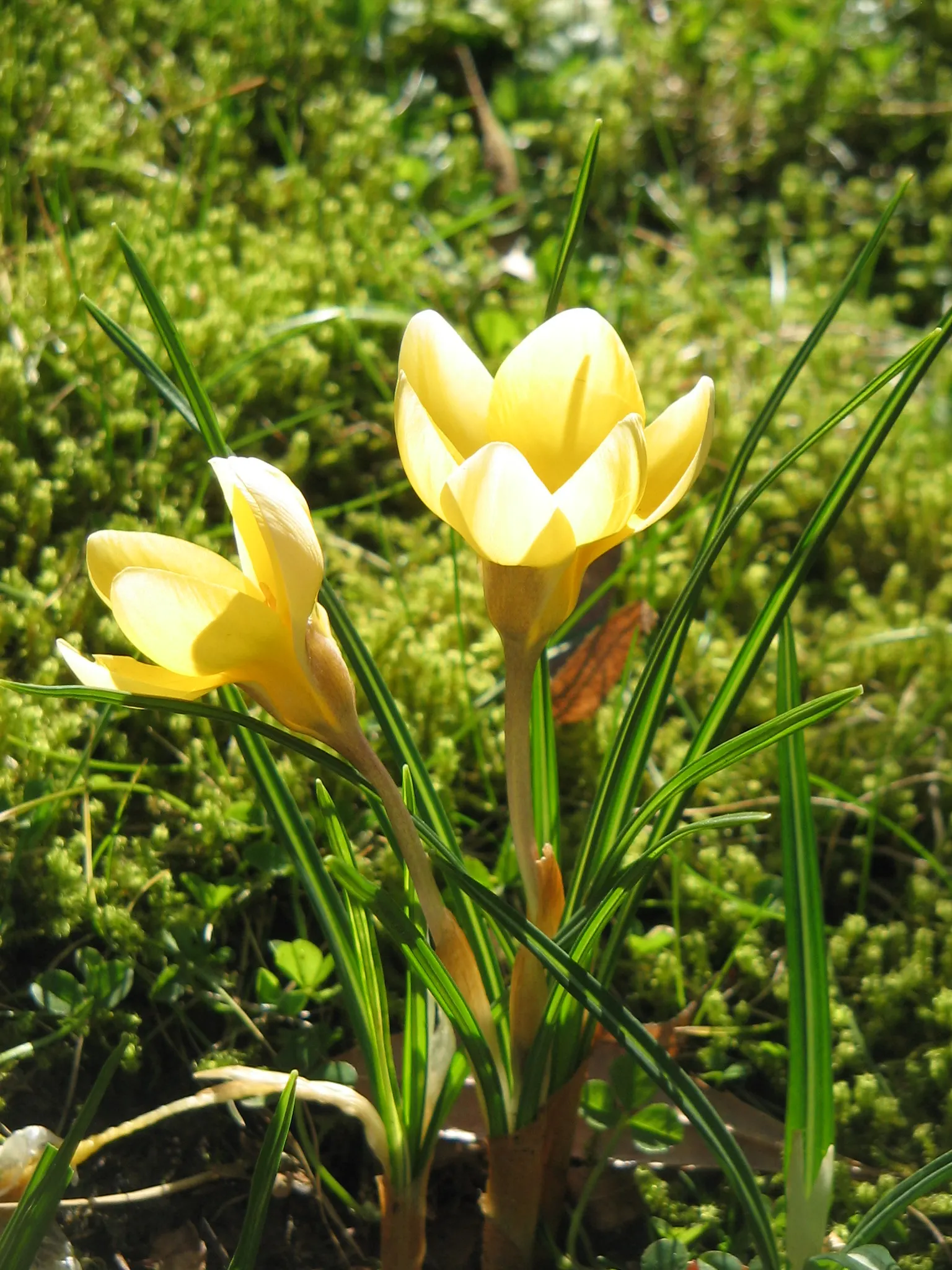 Snow Crocus (Crocus Chrysanthus) — These hardy perennials feature goblet-shaped flowers in varied hues; contributing to a thriving ecosystem within, image 45