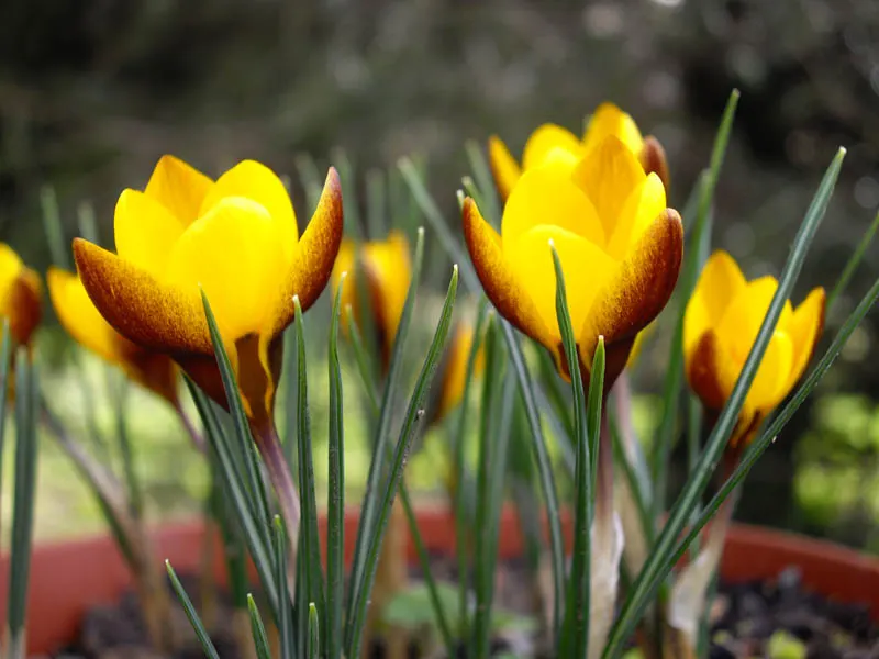 Snow Crocus (Crocus Chrysanthus) — making a striking appearance often while the last traces of winter snow are still visible; the flowers come in a, image 50