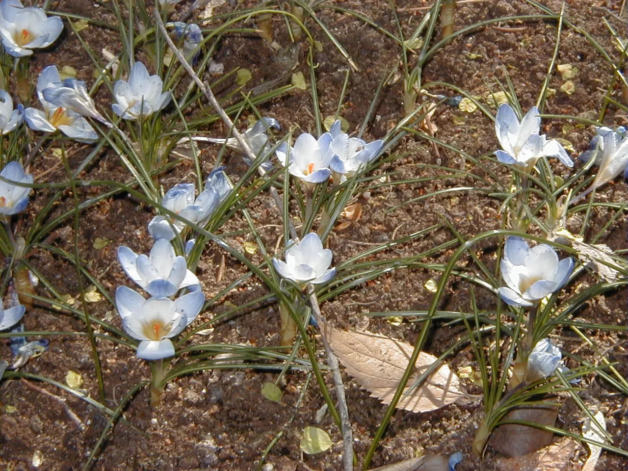 Snow Crocus (Crocus Chrysanthus) — from creamy whites and sunny yellows to deep purples and bicolored petals; contributing to a thriving ecosystem, image 138