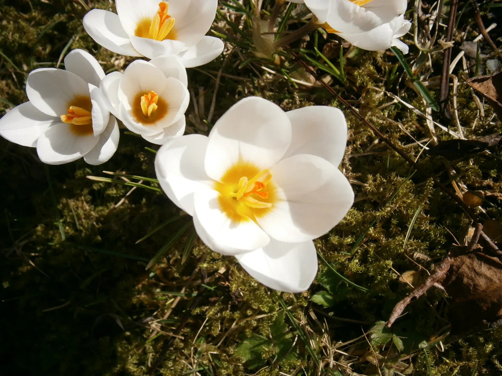 Snow Crocus (Crocus Chrysanthus) — is a delightful harbinger of spring; plant bulbs at a depth of 3 inches, in well-drained soil for a splash of, image 154