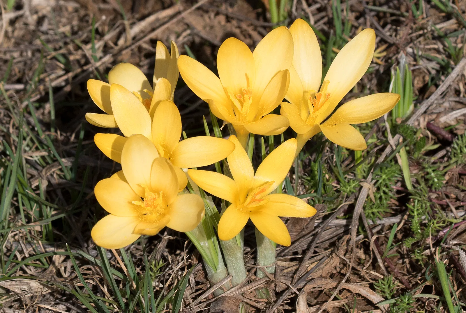 Snow Crocus (Crocus Chrysanthus) — lavender and purple and white and yellow flowers in the garden; plant bulbs at a depth of 3 inches, in, image 124