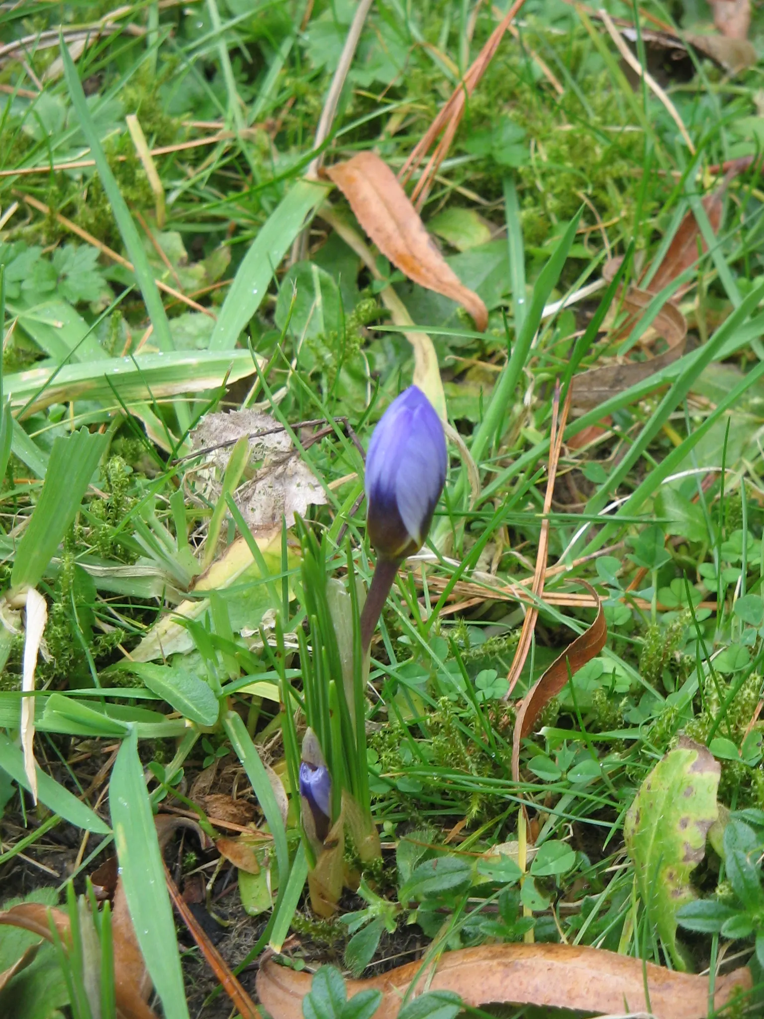 Snow Crocus (Crocus Chrysanthus) — from creamy whites and sunny yellows to deep purples and bicolored petals; contributing to a thriving ecosystem, image 75