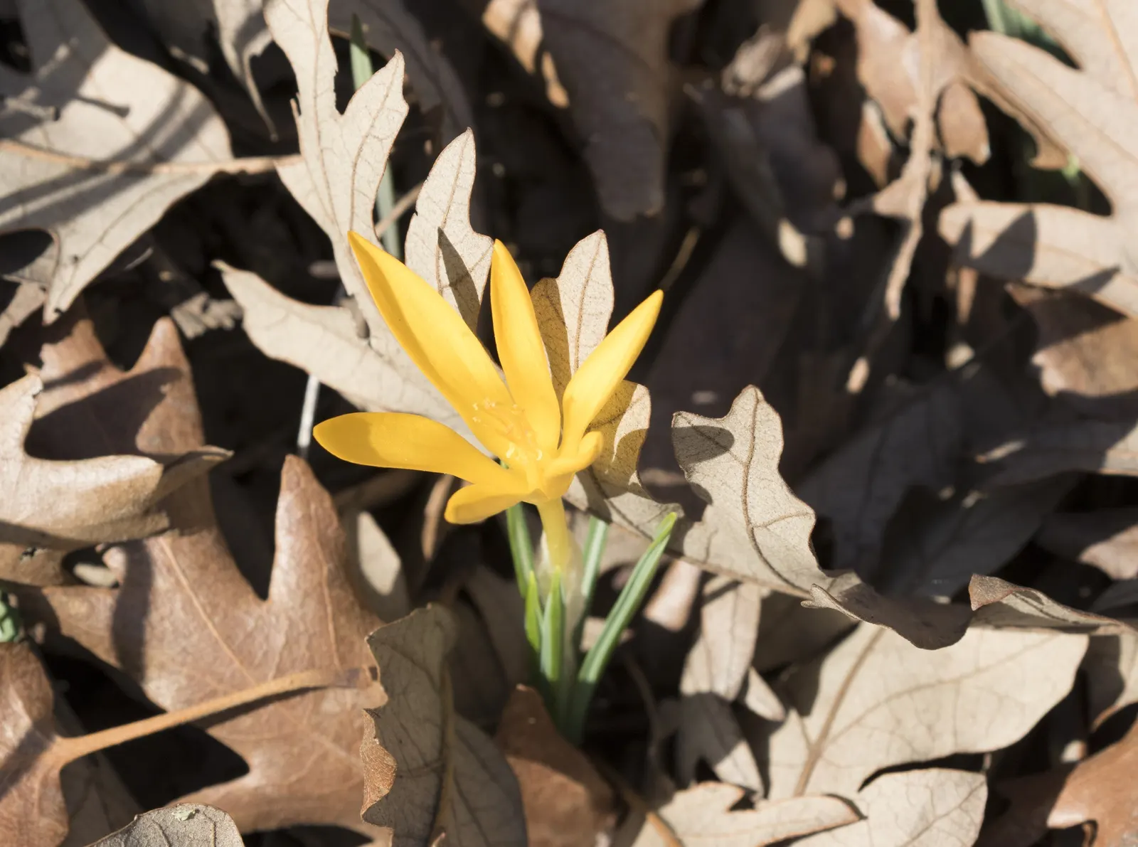 Snow Crocus (Crocus Chrysanthus) — Plant bulbs at a depth of 3 inches, in well-drained soil for a splash of color, image 67