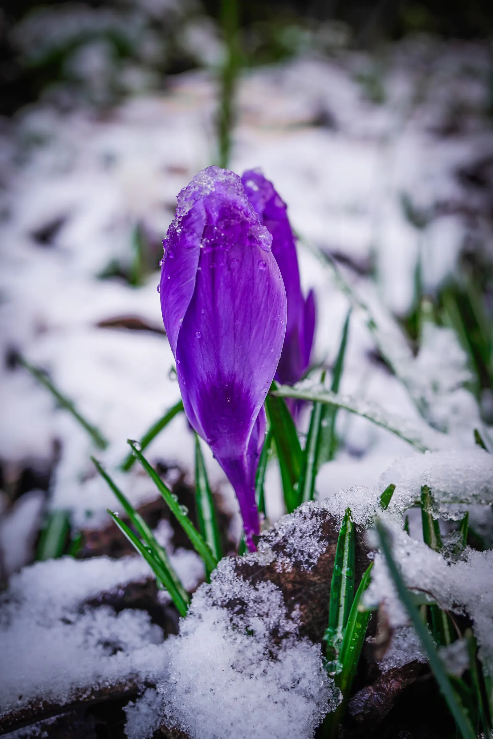 Snow Crocus (Crocus Chrysanthus) — Plant bulbs at a depth of 3 inches, in well-drained soil for a splash of color, image 109