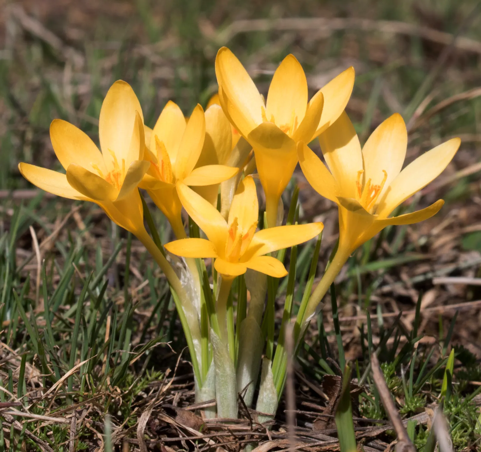 Snow Crocus (Crocus Chrysanthus) — is an early spring herald with a bloom size of about 1-1.5 inches; plant bulbs at a depth of 3 inches, in, image 148