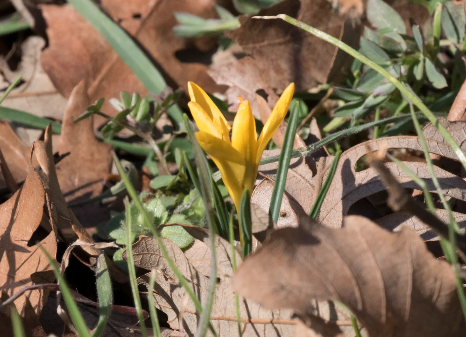 Snow Crocus (Crocus Chrysanthus) — bulb with lavender and purple and white and yellow blooms; the flowers come in a splendid array, image 83