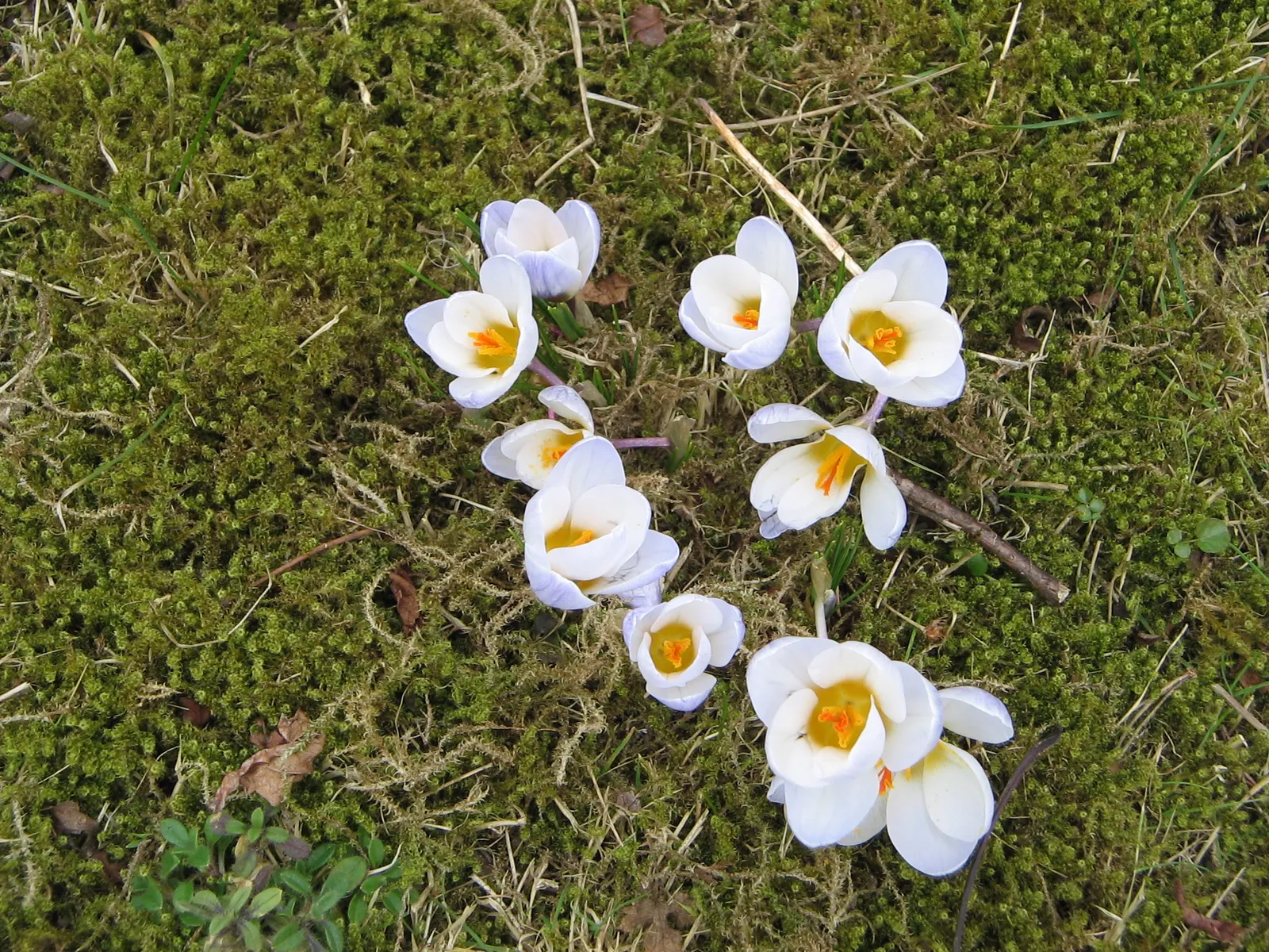 Snow Crocus (Crocus Chrysanthus) — making it ideal for planting in rock gardens; plant bulbs at a depth of 3 inches, in well-drained soil for a splash of color