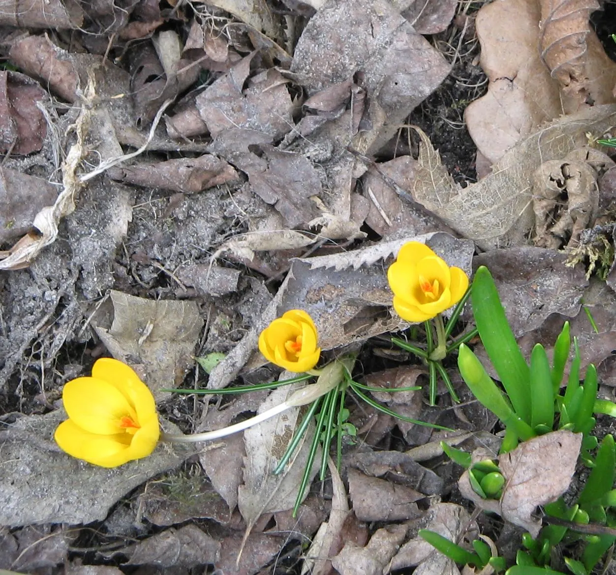 Snow Crocus (Crocus Chrysanthus) — making a striking appearance often while the last traces of winter snow are still visible