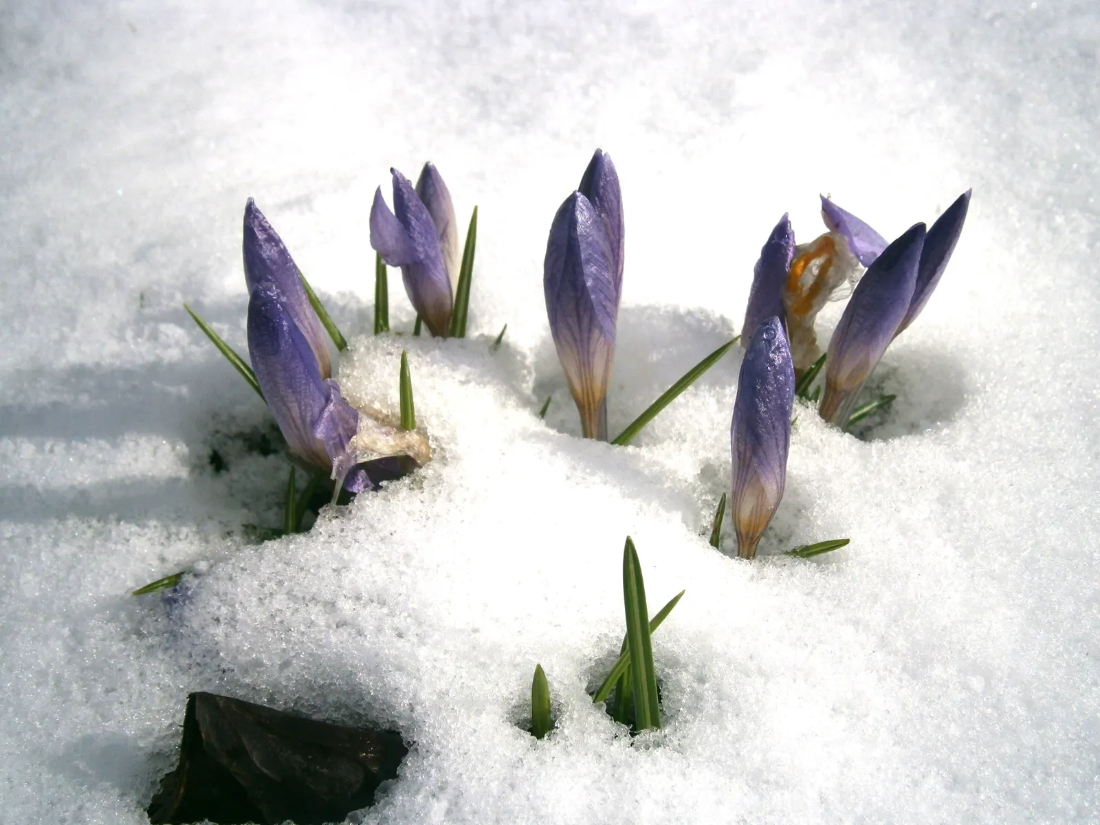 Snow Crocus (Crocus Chrysanthus) — Plant bulbs at a depth of 3 inches, in well-drained soil for a splash of color, image 88