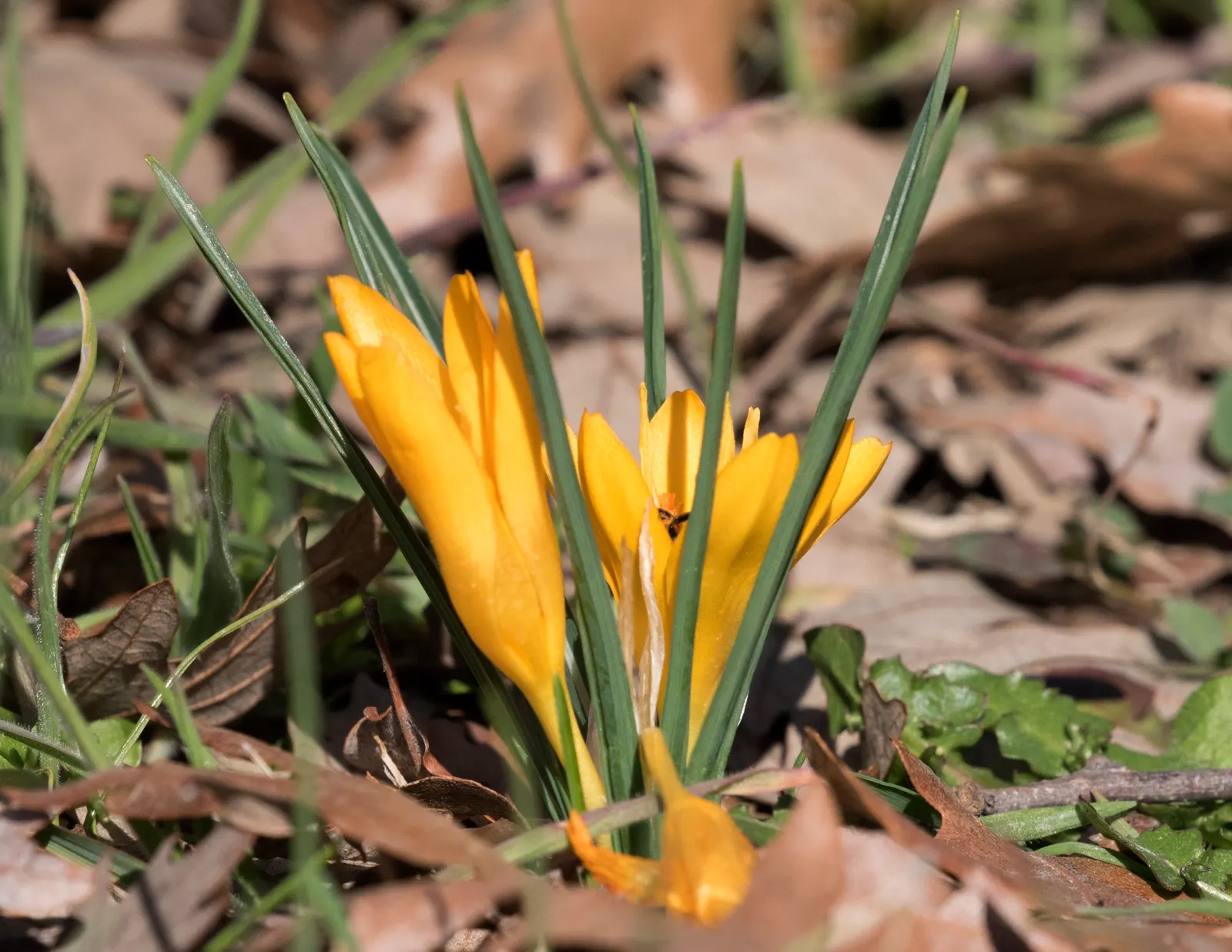 Snow Crocus (Crocus Chrysanthus) — making it ideal for planting in rock gardens; plant bulbs at a depth of 3 inches, in well-drained soil for a, image 115