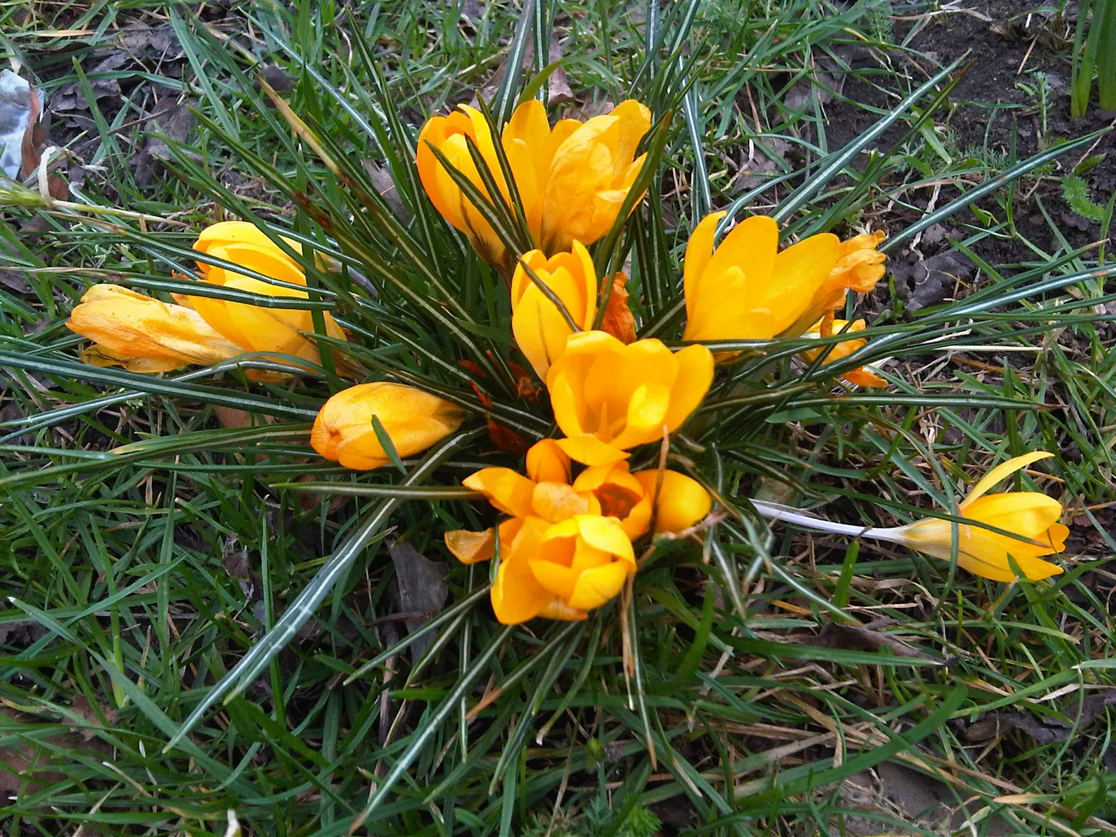 Snow Crocus (Crocus Chrysanthus) — is a delightful harbinger of spring; plant bulbs at a depth of 3 inches, in well-drained soil for a splash of, image 112