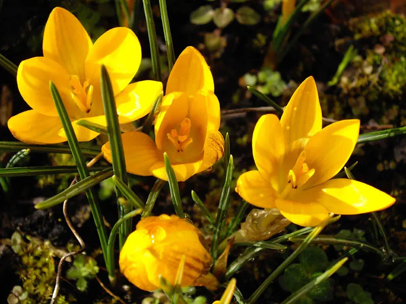 Snow Crocus (Crocus Chrysanthus) — is an early spring herald with a bloom size of about 1-1.5 inches; plant bulbs at a depth of 3 inches, in, image 106