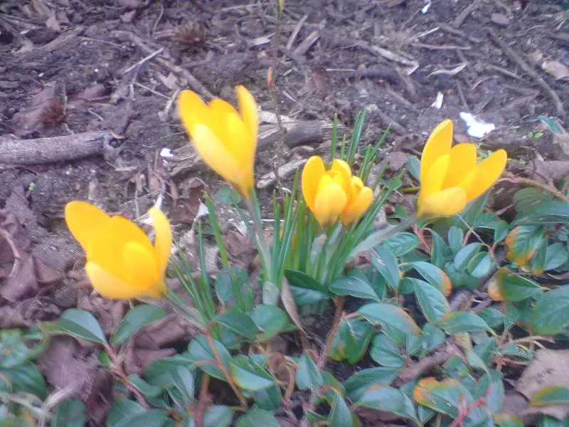 Snow Crocus (Crocus Chrysanthus) — reaching a height of 3-4 inches