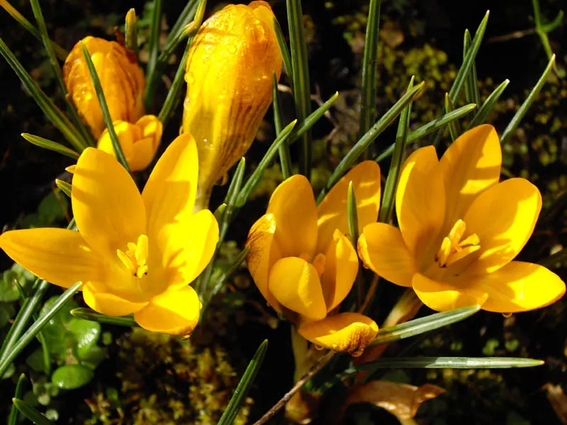 Snow Crocus (Crocus Chrysanthus) — bulb for full or half; contributing to a thriving ecosystem within your client's garden sanctuary, image 84