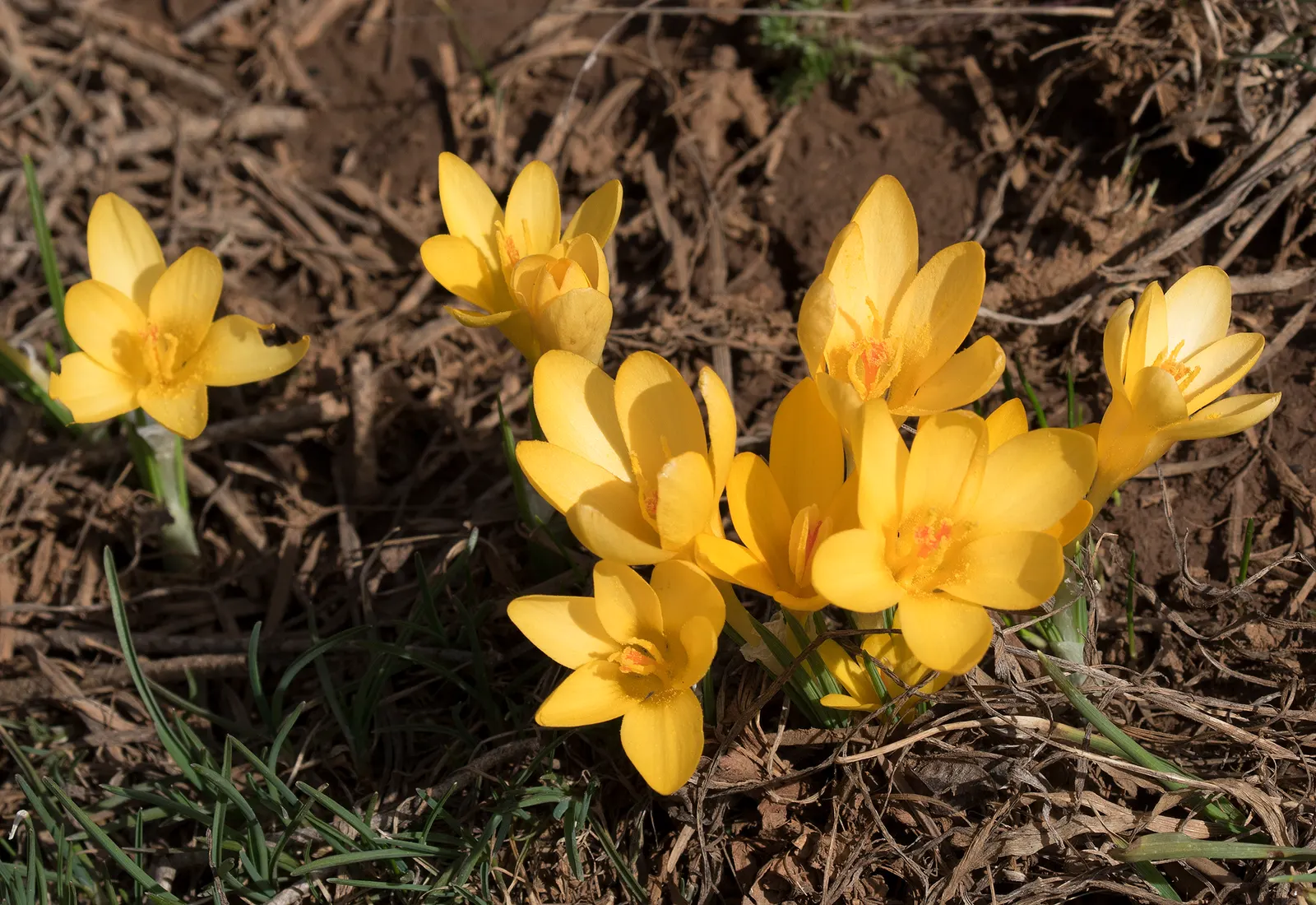 Snow Crocus (Crocus Chrysanthus) — contributing to a thriving ecosystem within your client's garden sanctuary, image 81