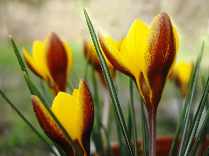 Snow Crocus (Crocus Chrysanthus) — bulb with lavender and purple and white and yellow blooms
