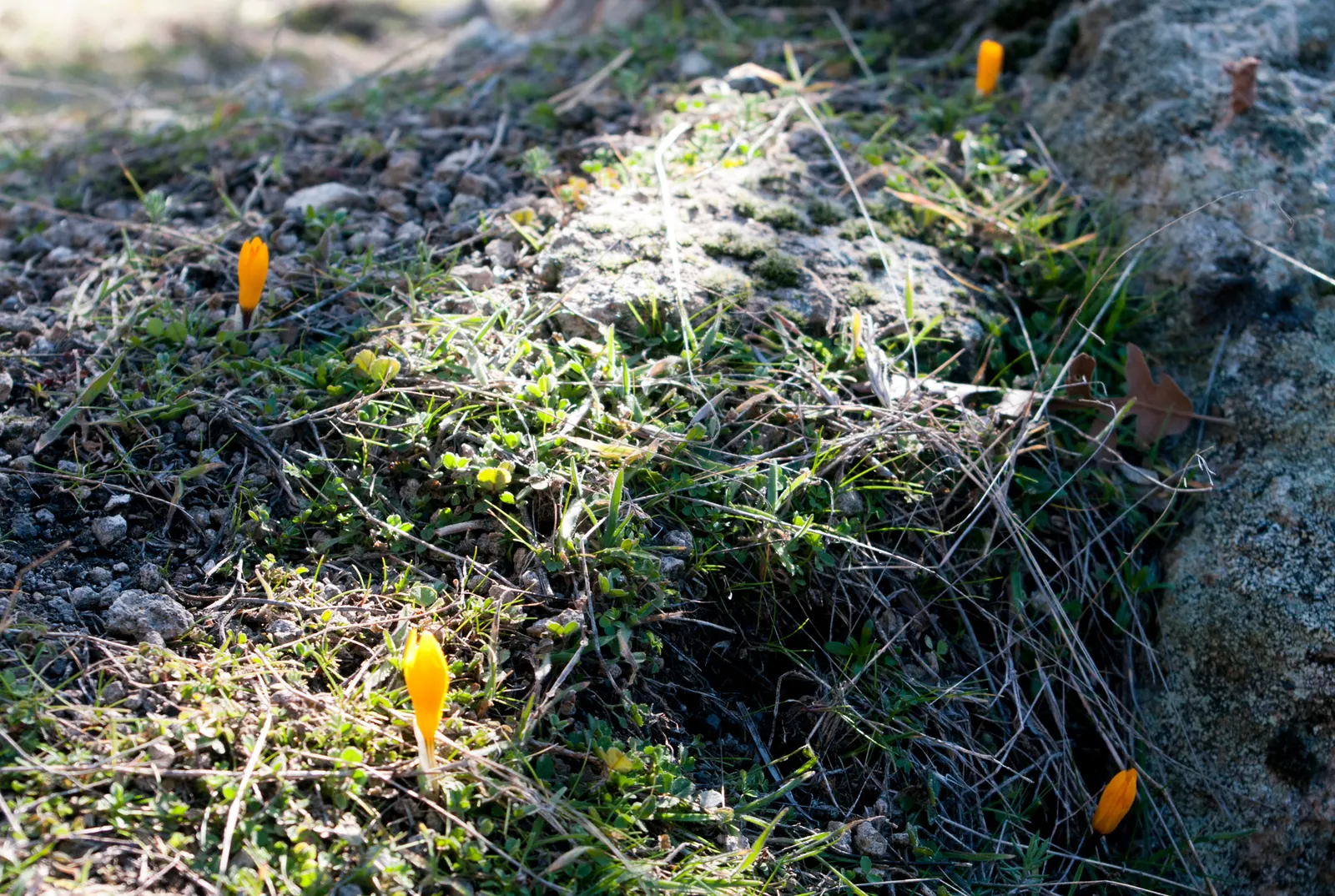 Snow Crocus (Crocus Chrysanthus) — They are best planted in clusters or drifts; plant bulbs at a depth of 3 inches, in well-drained soil for a, image 121