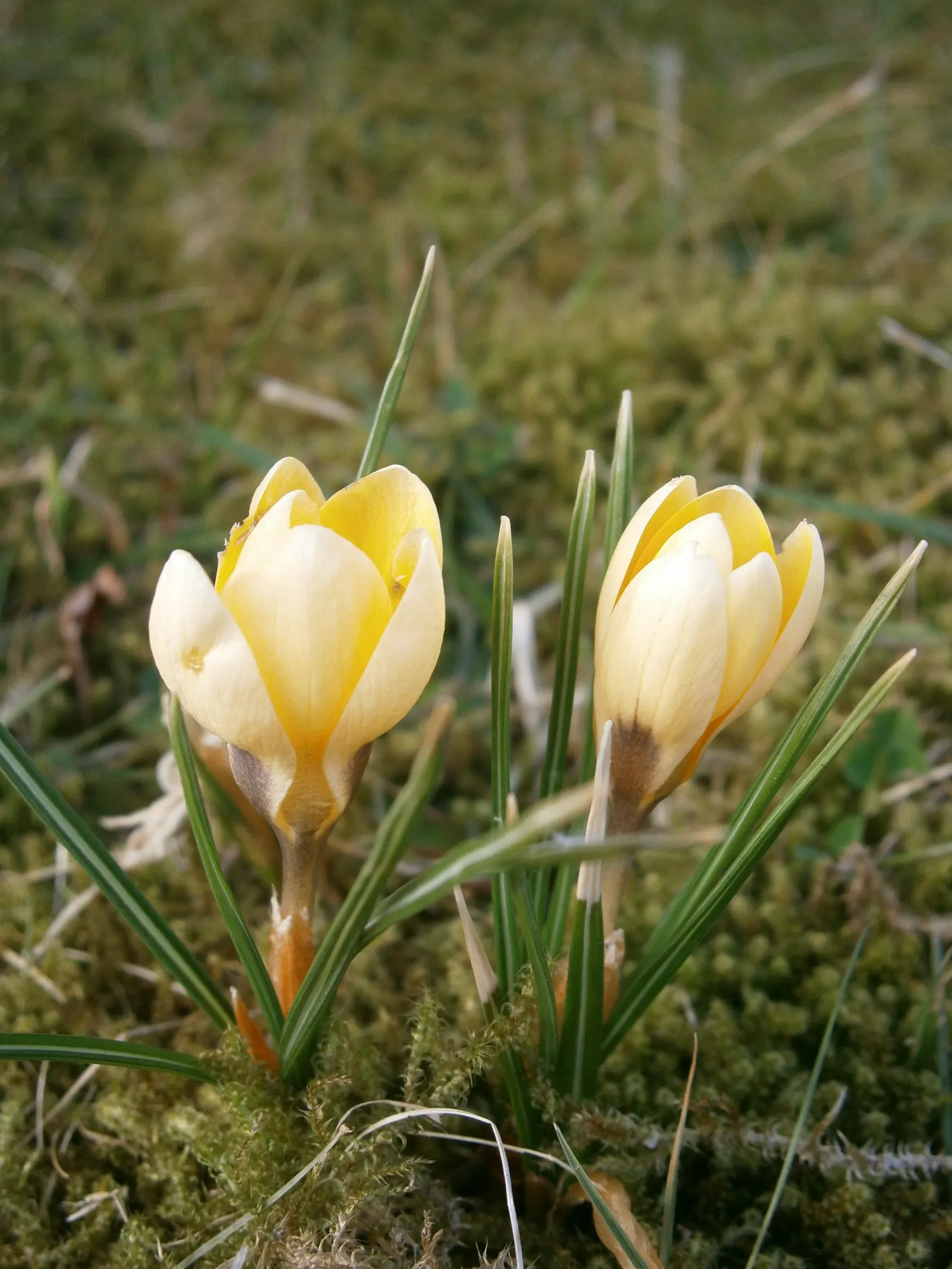 Snow Crocus (Crocus Chrysanthus) — The cup-shaped flowers perched on slender stalks emerge from grass-like foliage that is finely textured