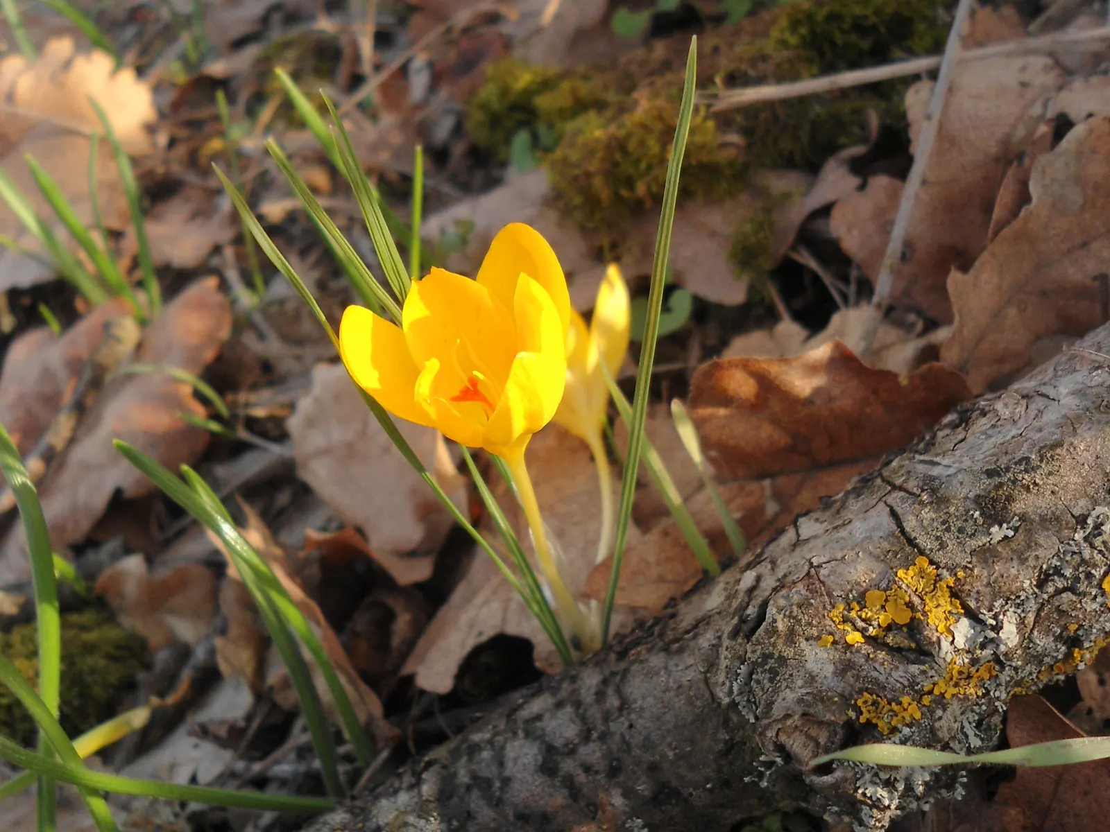 Snow Crocus (Crocus Chrysanthus) — making a striking appearance often while the last traces of winter snow are still visible; the flowers come in a, image 71