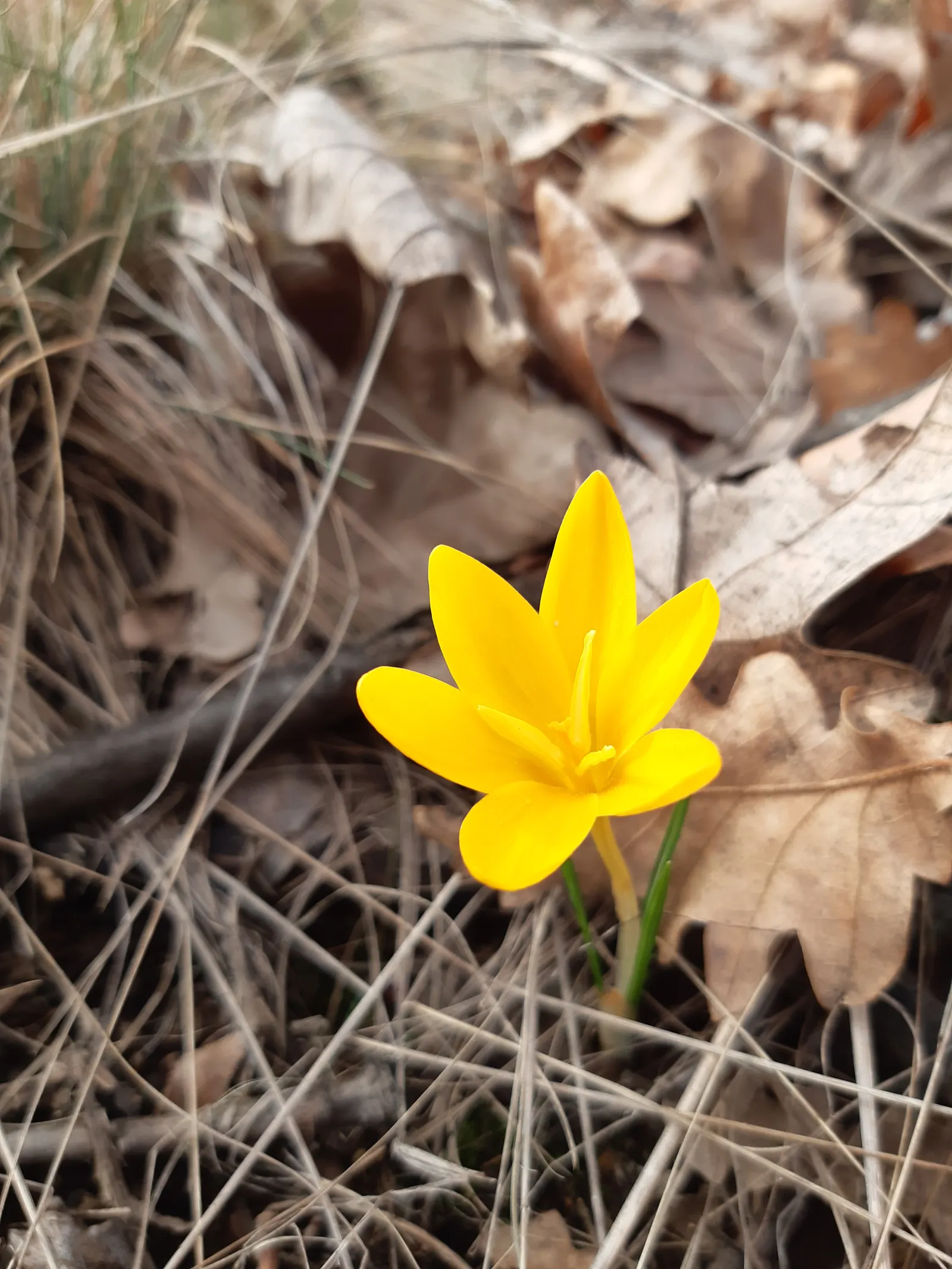 Snow Crocus (Crocus Chrysanthus) — these low-maintenance flowers are also resistant to deer and attract early pollinators like bees