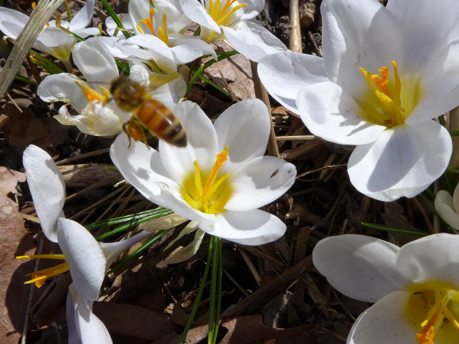 Snow Crocus (Crocus Chrysanthus) — scientifically named Crocus chrysanthus; contributing to a thriving ecosystem within your client's garden, image 69
