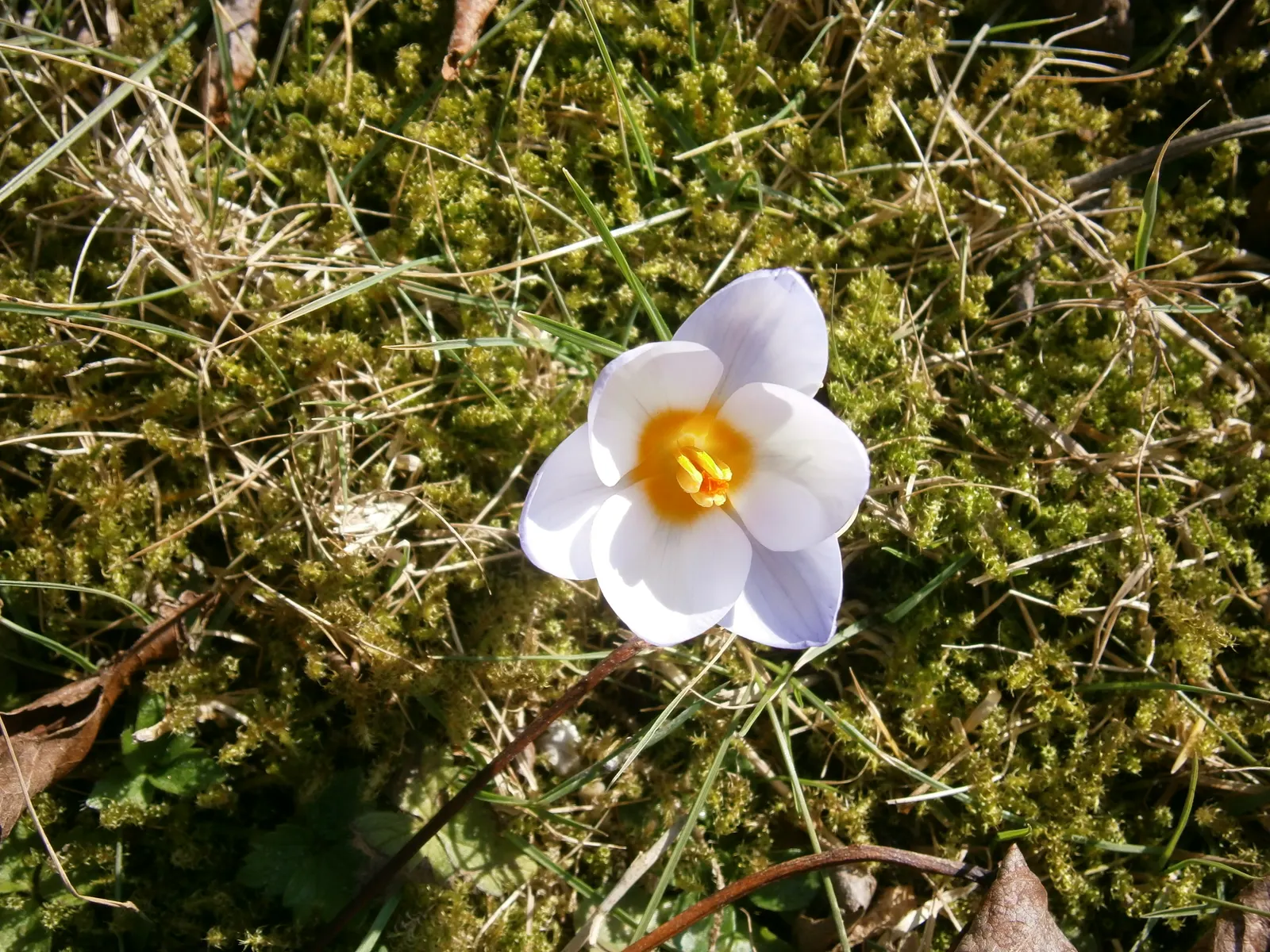 Snow Crocus (Crocus Chrysanthus) — silvery or golden throated center; plant bulbs at a depth of 3 inches, in well-drained soil for a splash of color, image 160