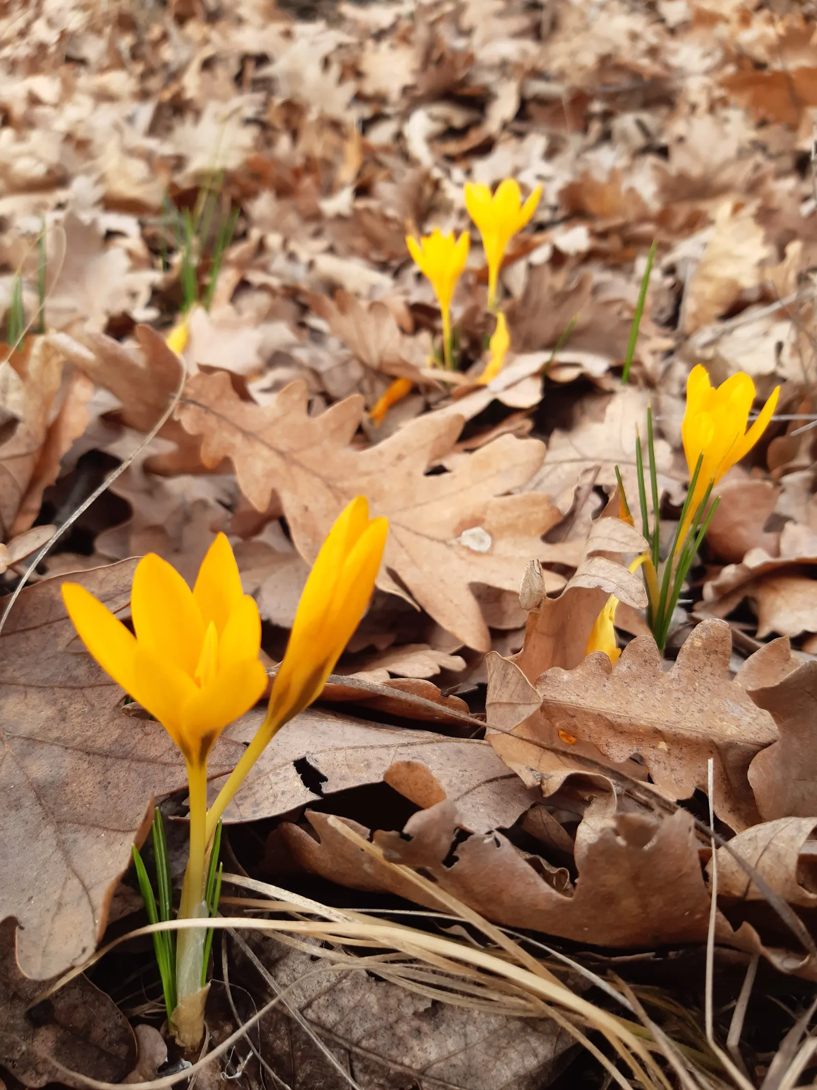Snow Crocus (Crocus Chrysanthus) — from creamy whites and sunny yellows to deep purples and bicolored petals; contributing to a thriving ecosystem within your
