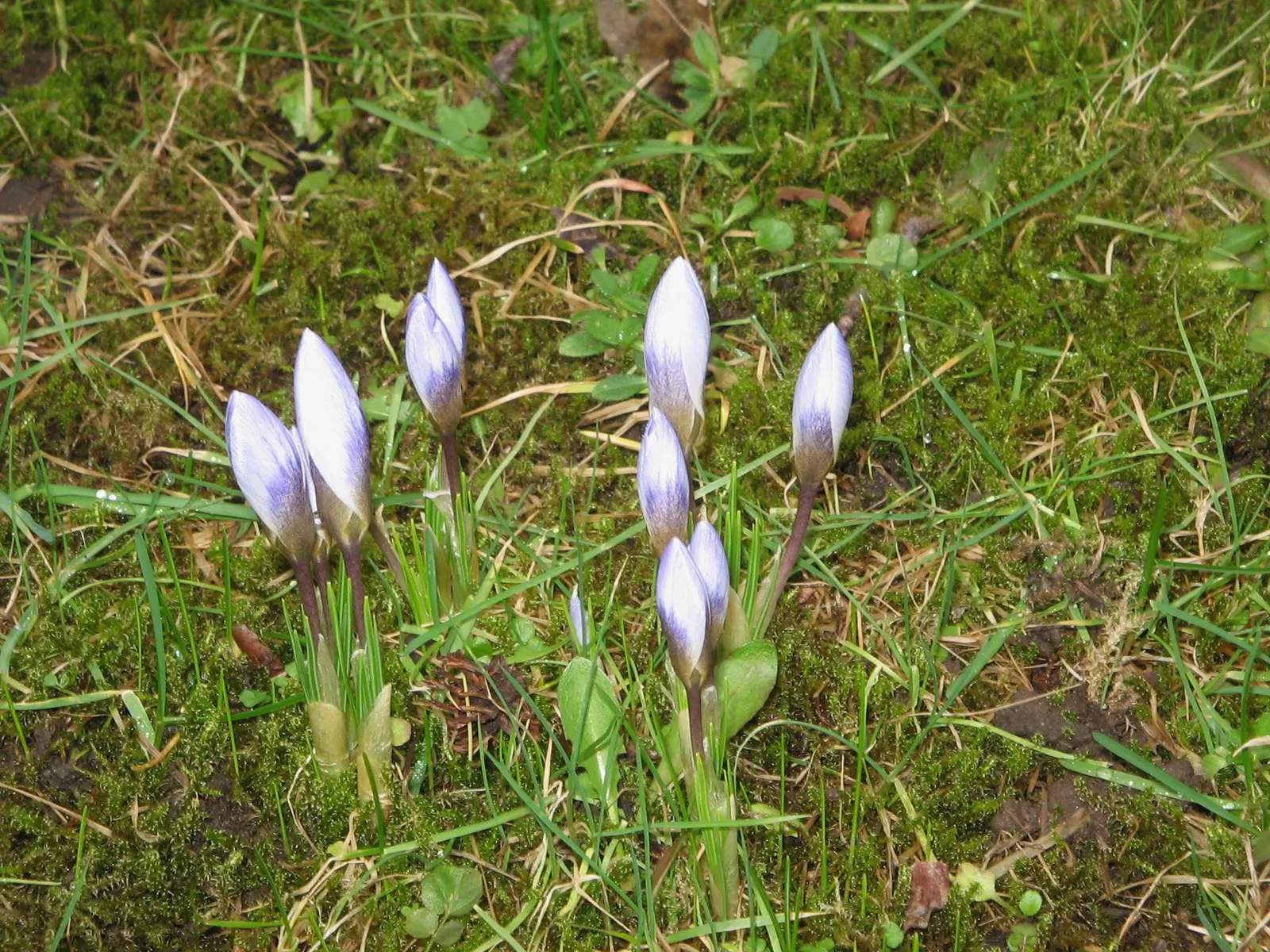 Snow Crocus (Crocus Chrysanthus) — the Snow Crocus reaches a modest height of 3 to 4 inches and bears a width of approximately 2 to 3 inches, image 93