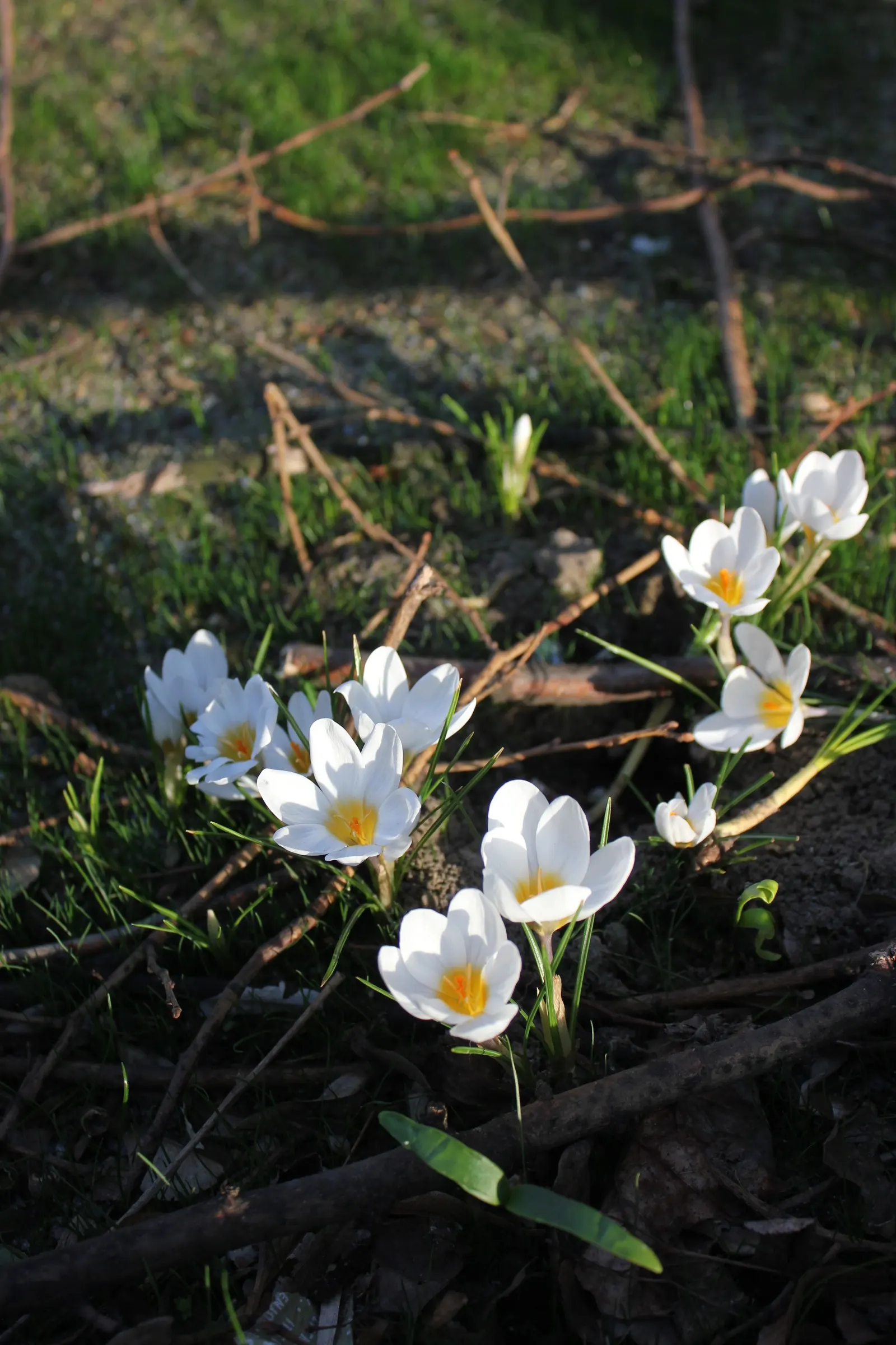 Snow Crocus (Crocus Chrysanthus) — is an early spring herald with a bloom size of about 1-1.5 inches; plant bulbs at a depth of 3 inches, in, image 64