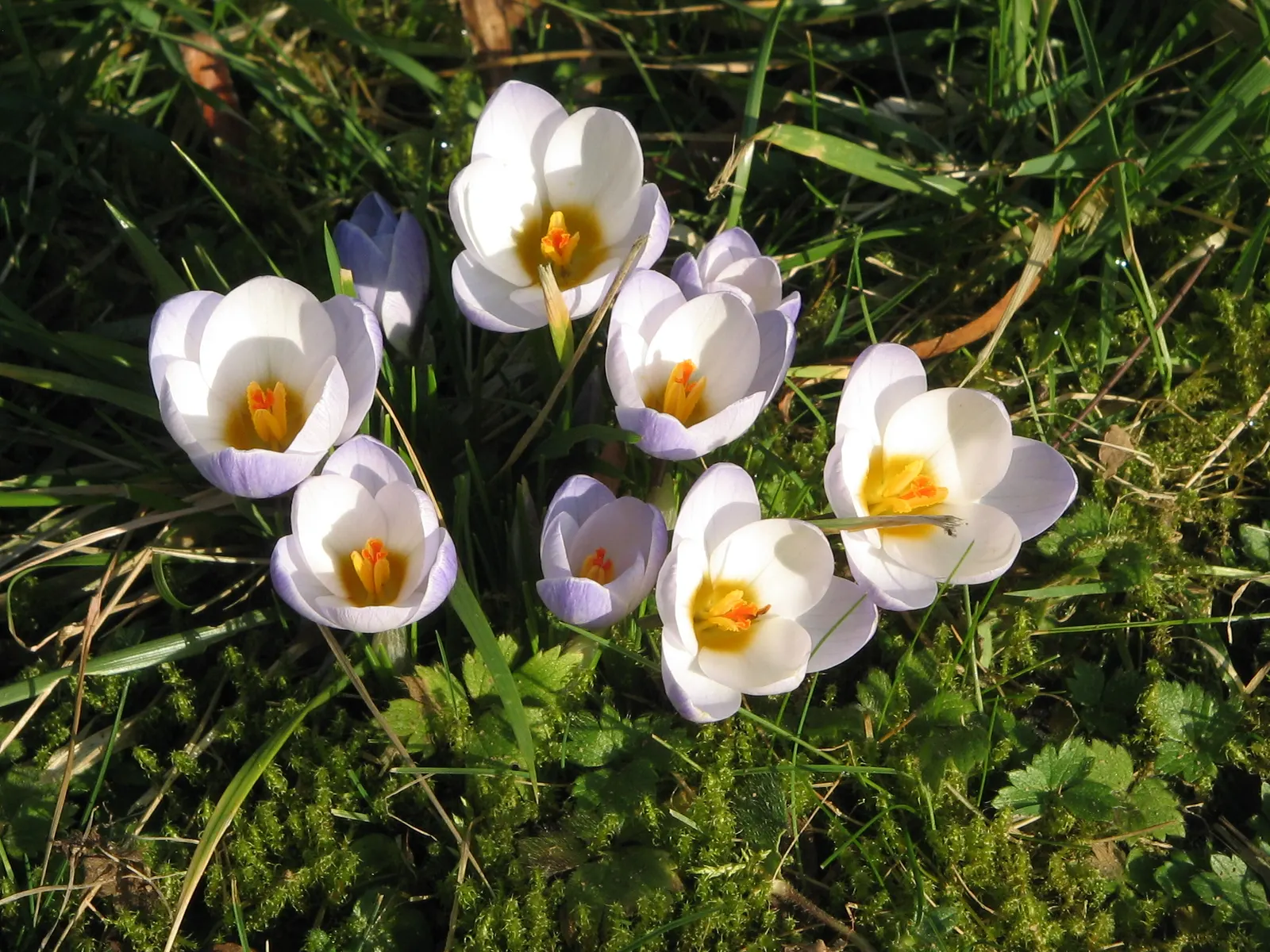 Snow Crocus (Crocus Chrysanthus) — They are best planted in clusters or drifts