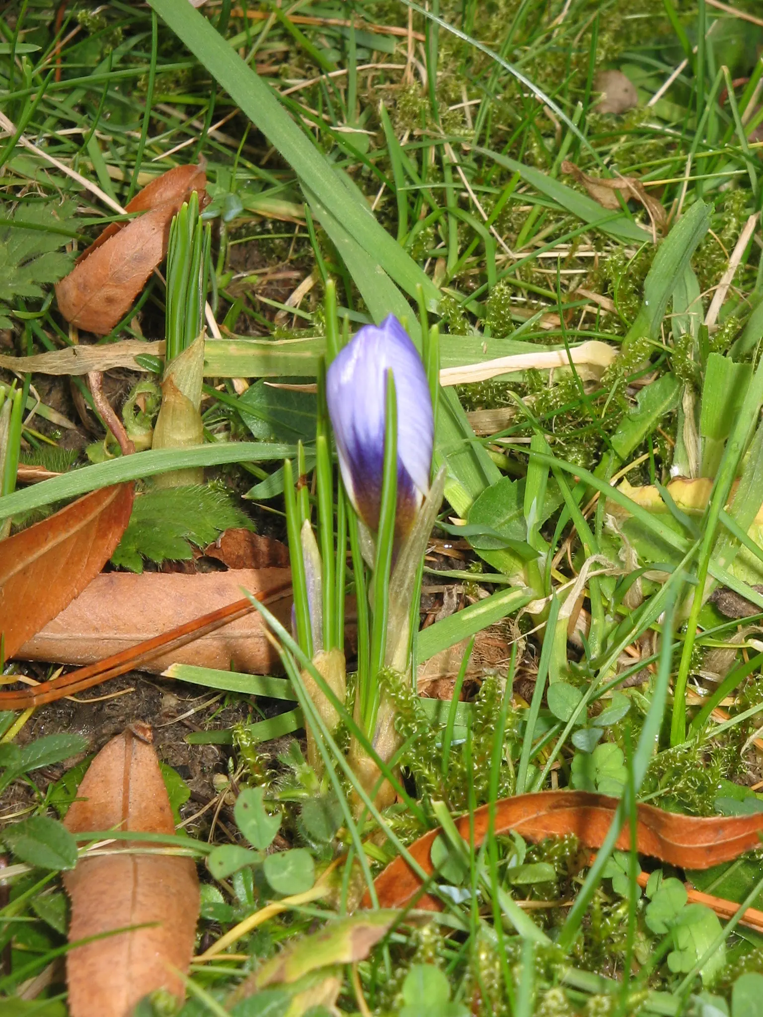 Snow Crocus (Crocus Chrysanthus) — contributing to a thriving ecosystem within your client's garden sanctuary, image 39