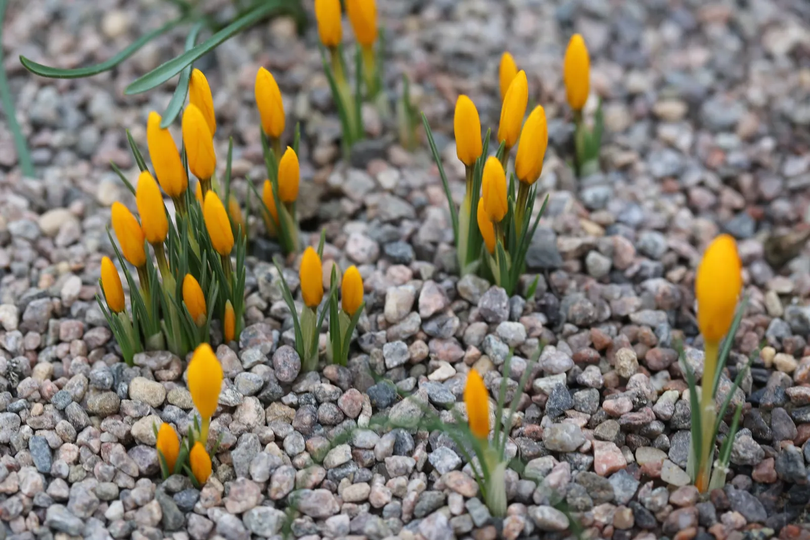 Snow Crocus (Crocus Chrysanthus) — making a striking appearance often while the last traces of winter snow are still visible; the flowers come in a, image 92