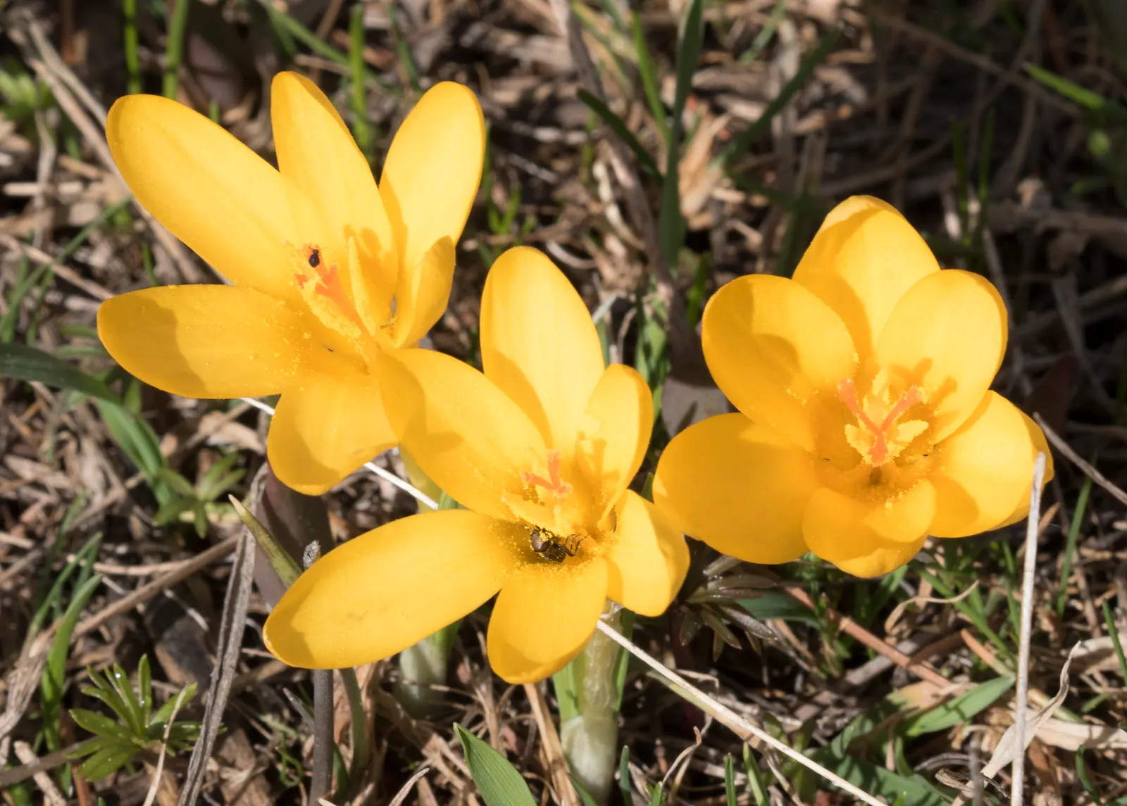 Snow Crocus (Crocus Chrysanthus) — lavender and purple and white and yellow flowers in the garden; plant bulbs at a depth of 3 inches, in, image 166